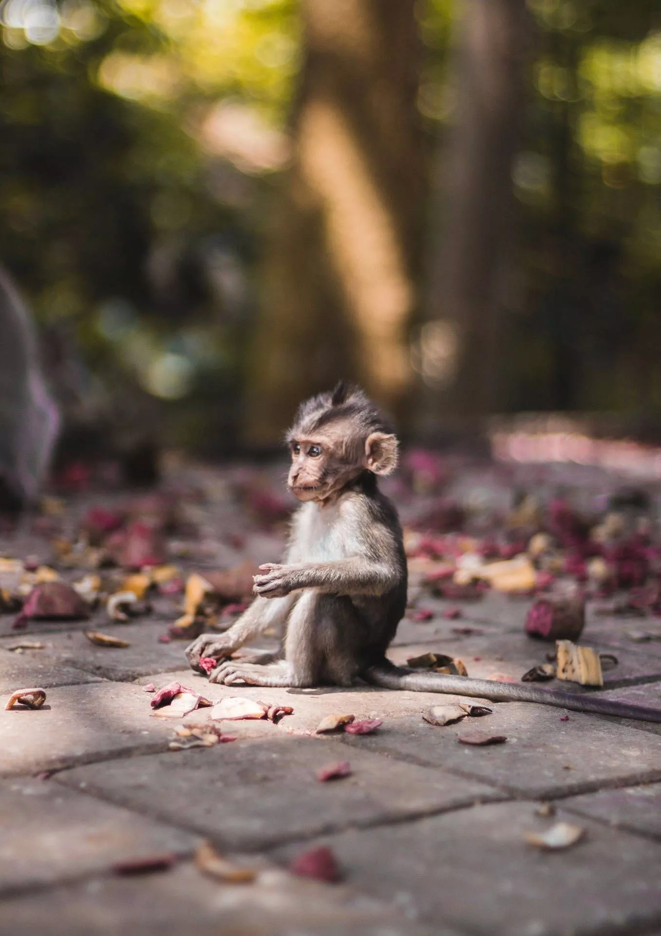 Download free Grey Cute Monkey