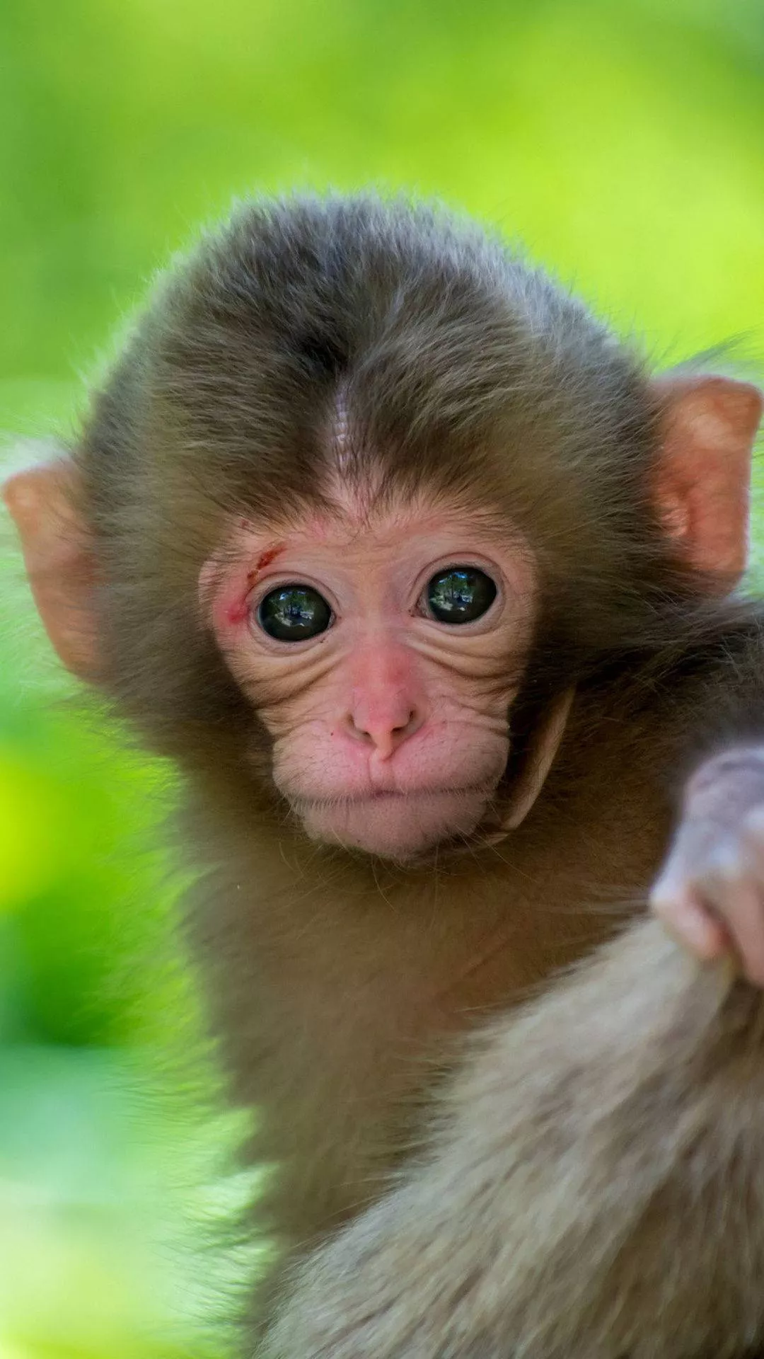 Download Funny Baby Monkey Wallpaper