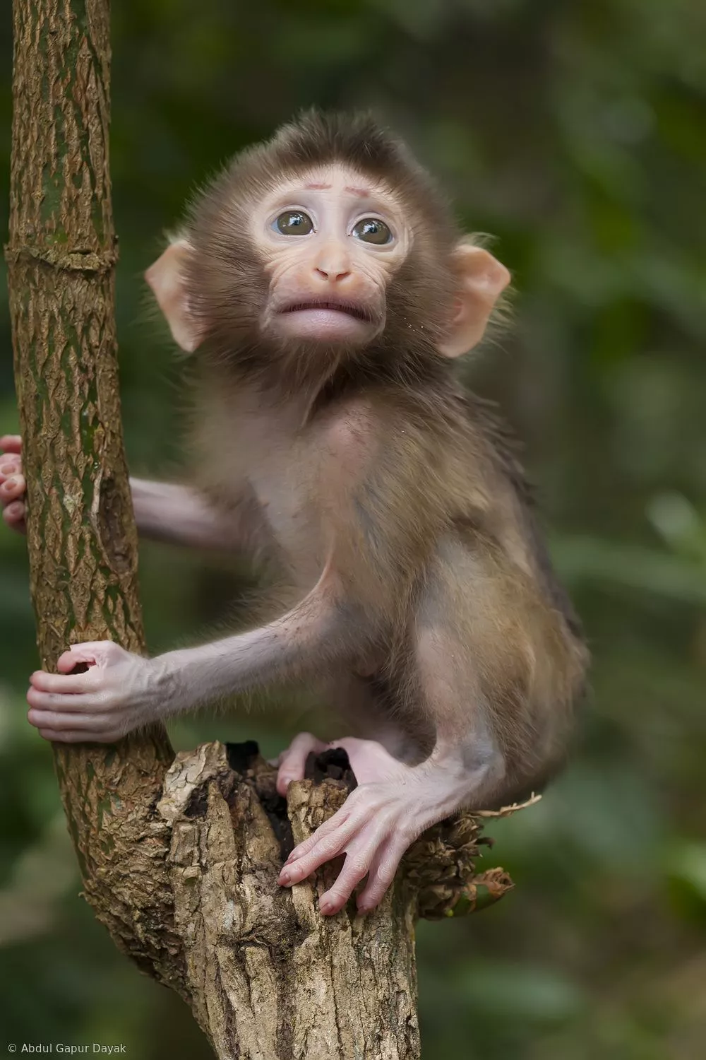 Baby Face of Monkey by Abdul Gapur Dayak
