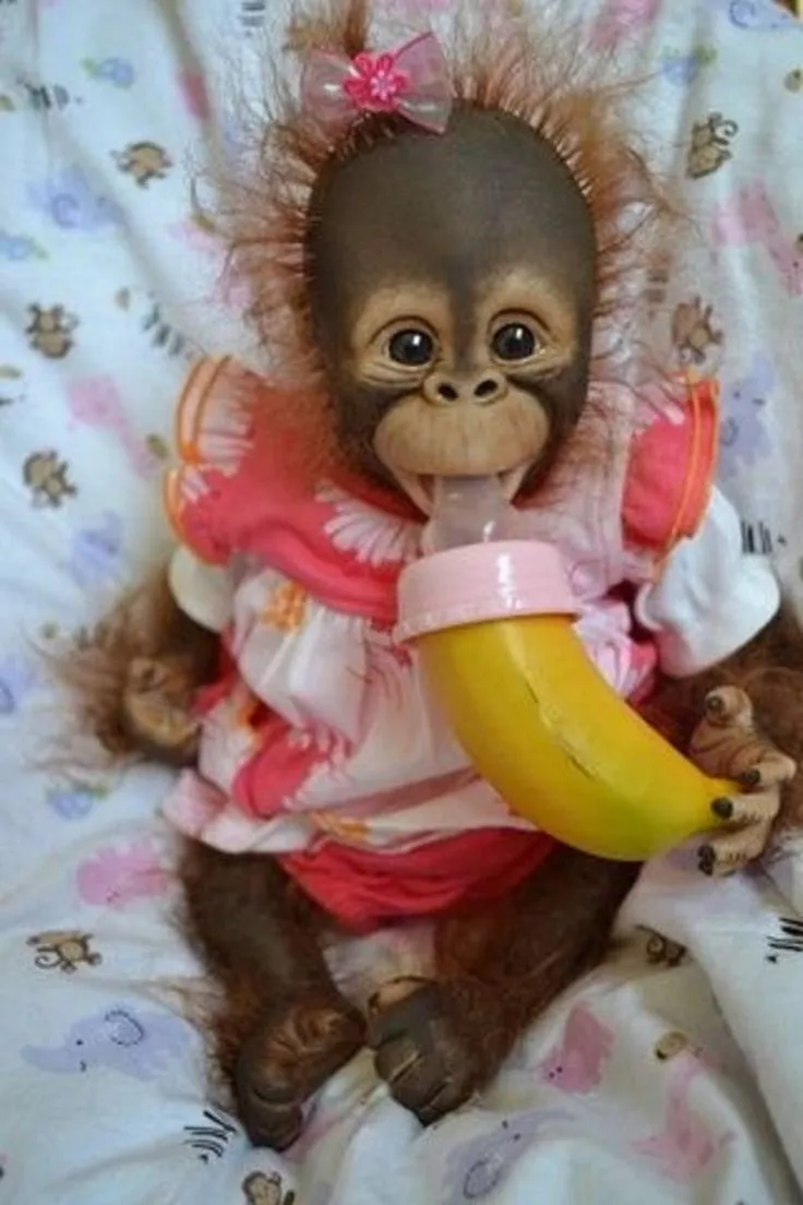 Baby monkey wallpaper