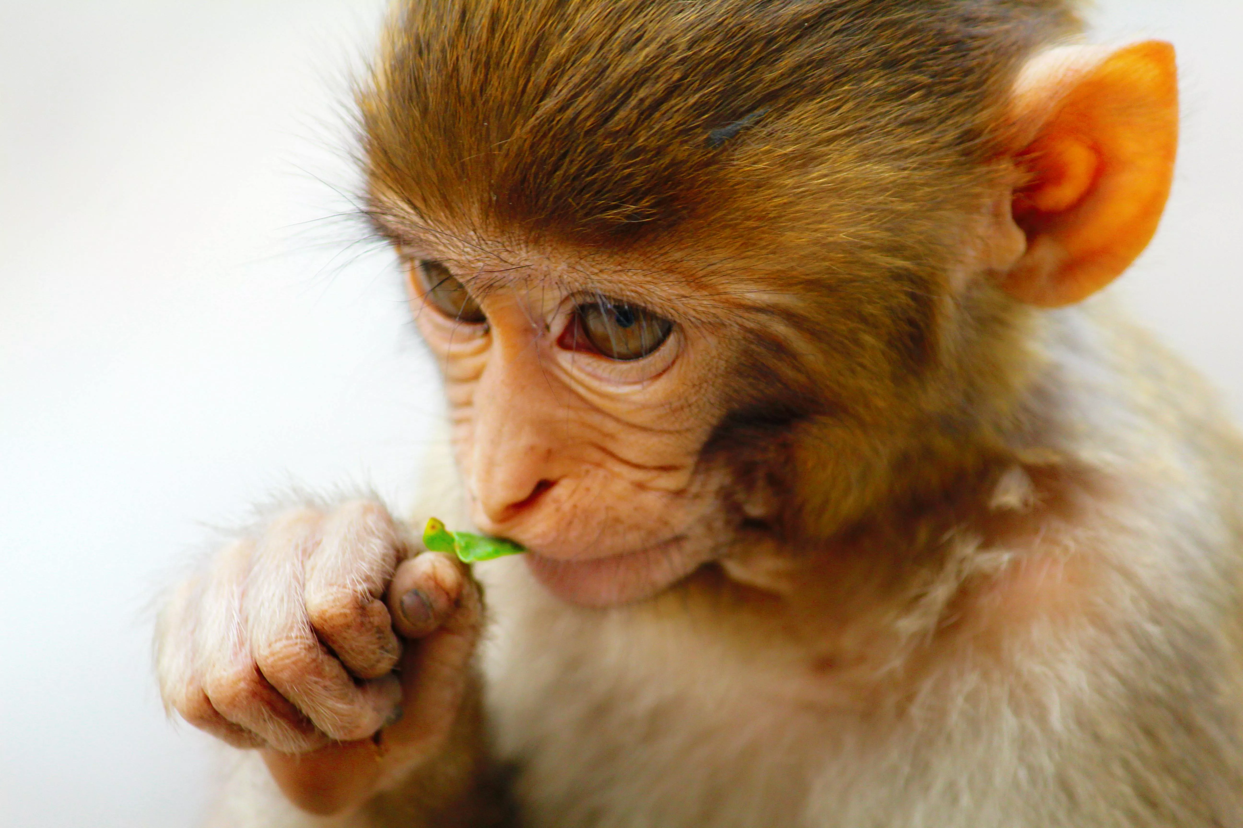 Baby Monkey Photo, Download The BEST