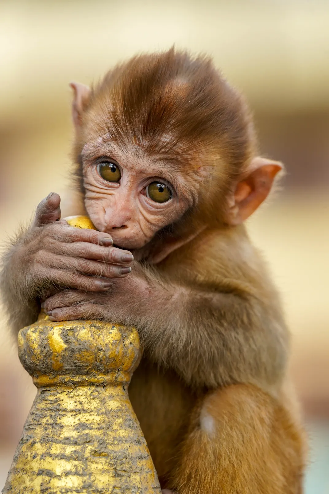 A baby monkey in Kathmandu