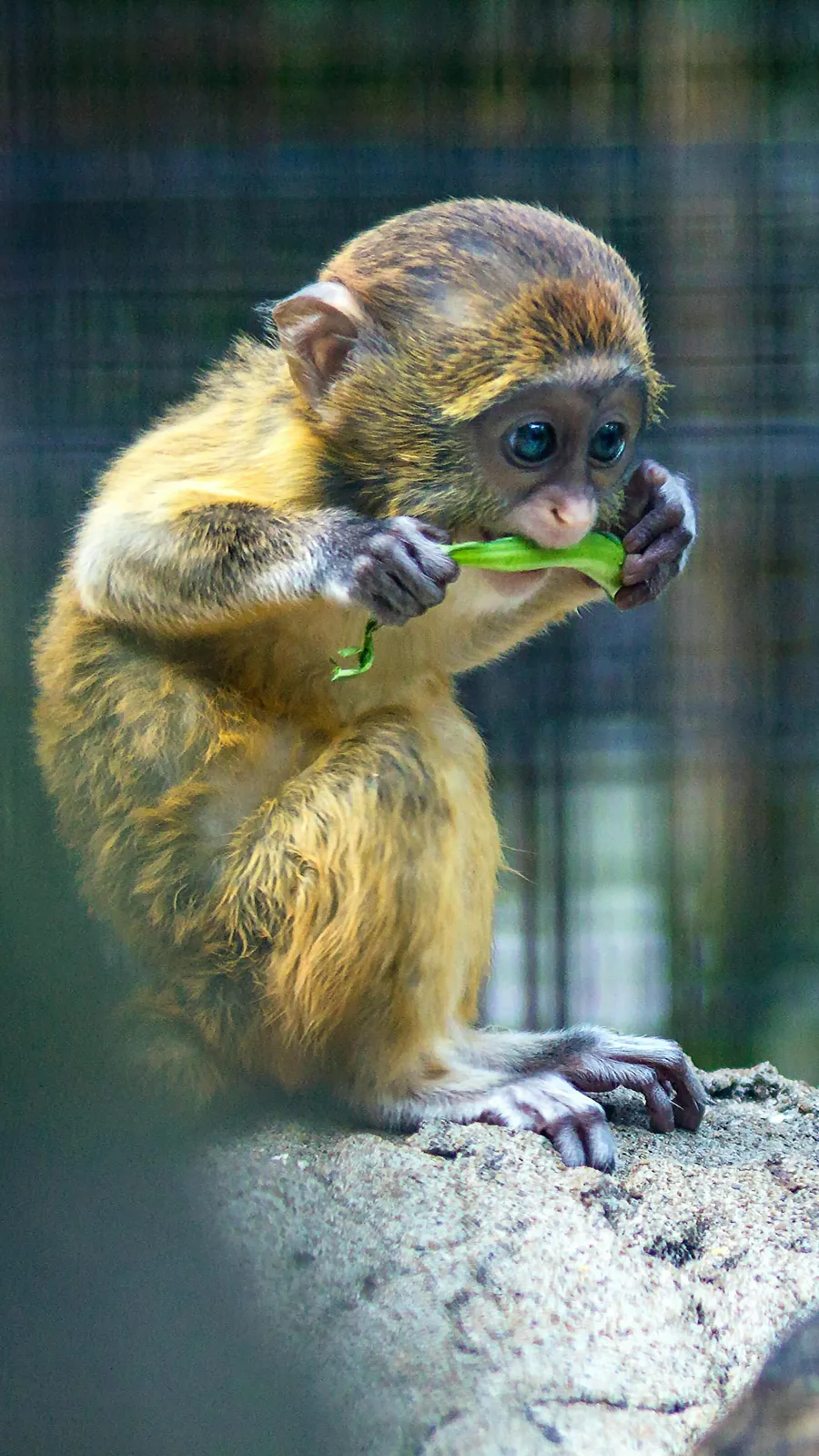 Cute Species of Monkeys