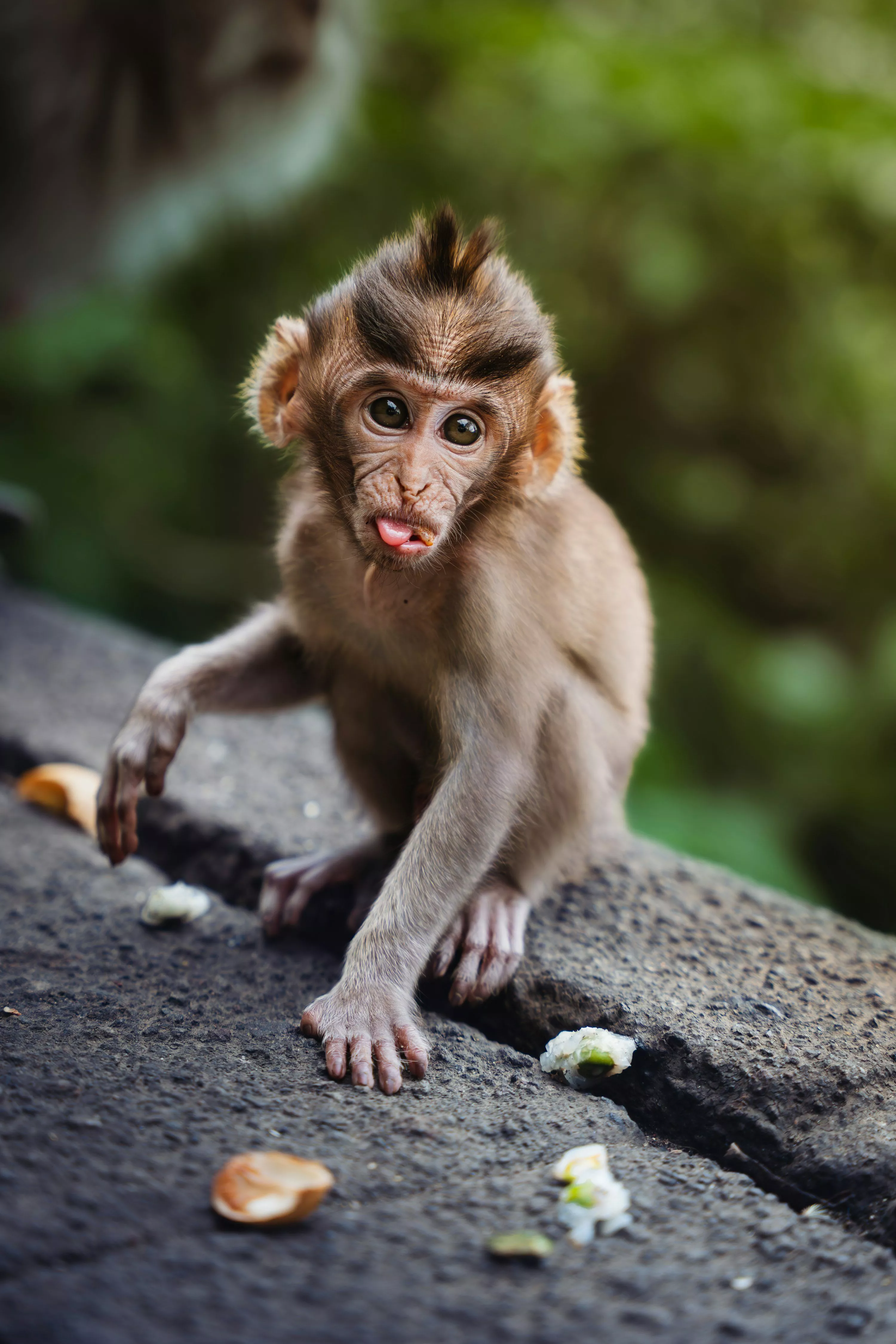 A small monkey sitting on top of a rock