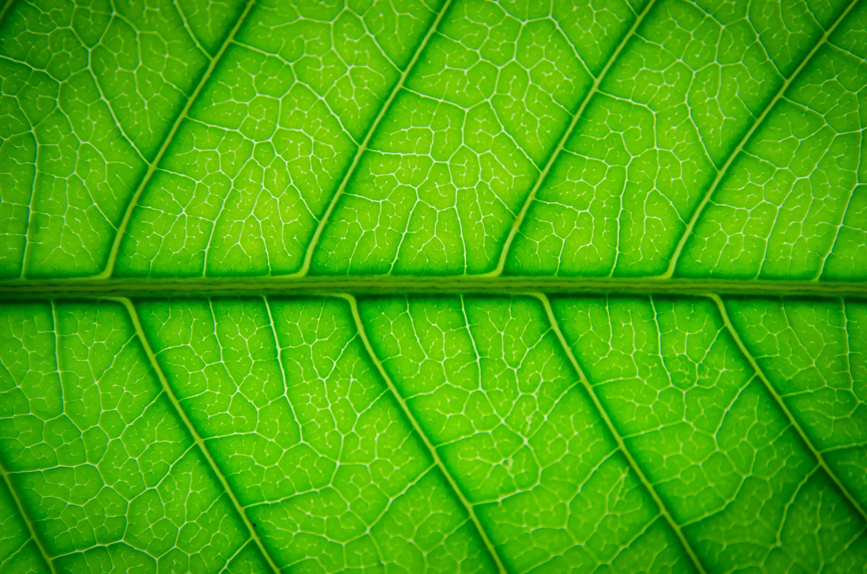 Green leaves texture and leaf fiber