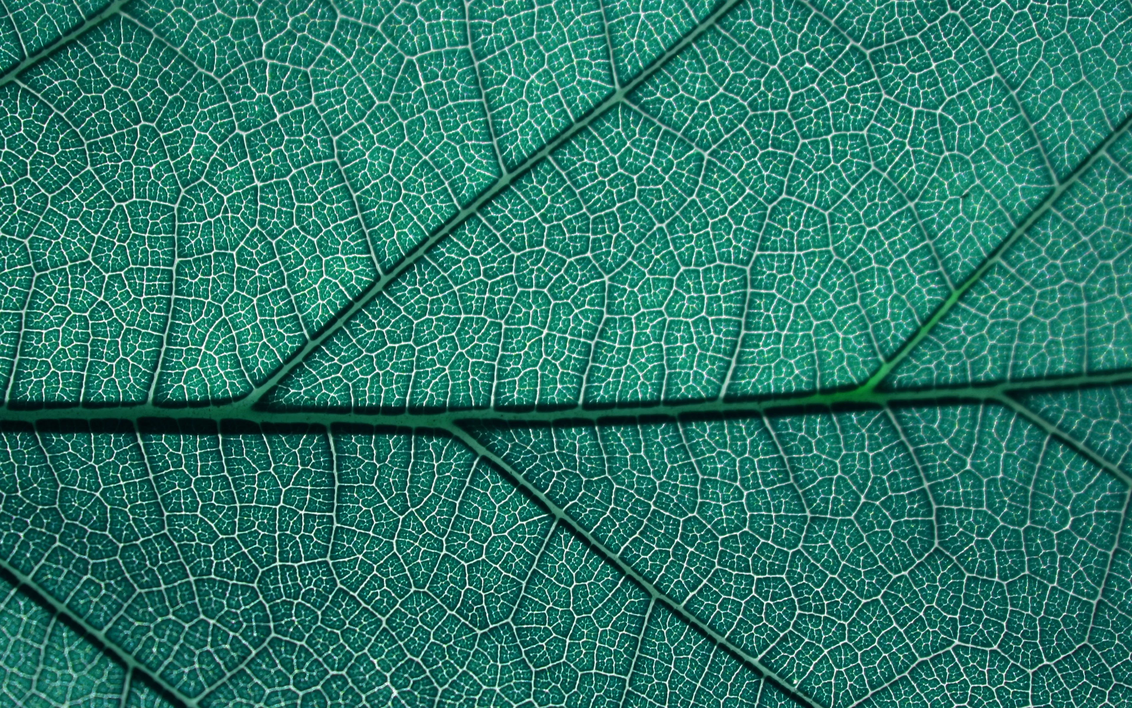 Leaf Blue Nature Texture Pattern
