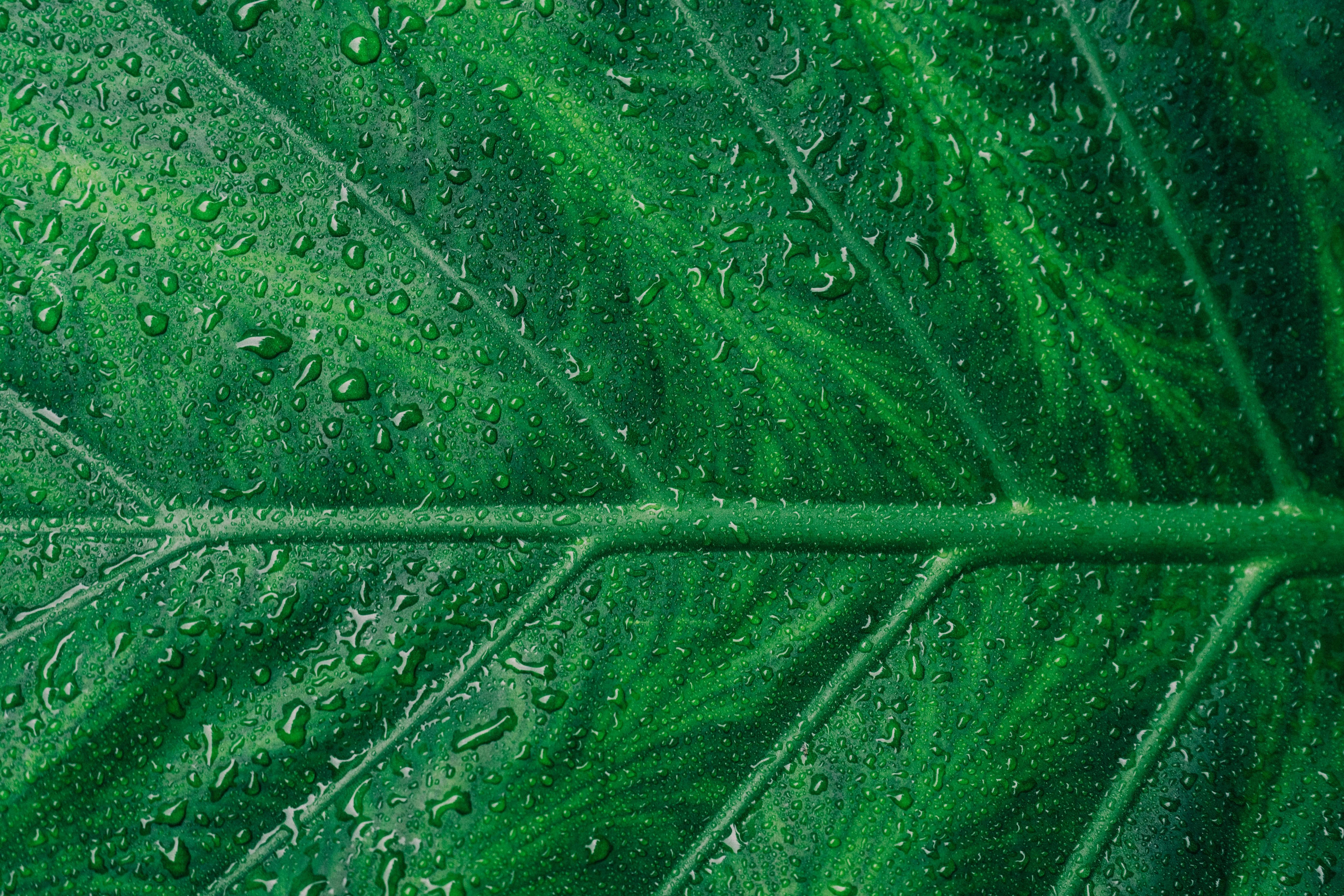 Leaf Texture Photo, Download The BEST