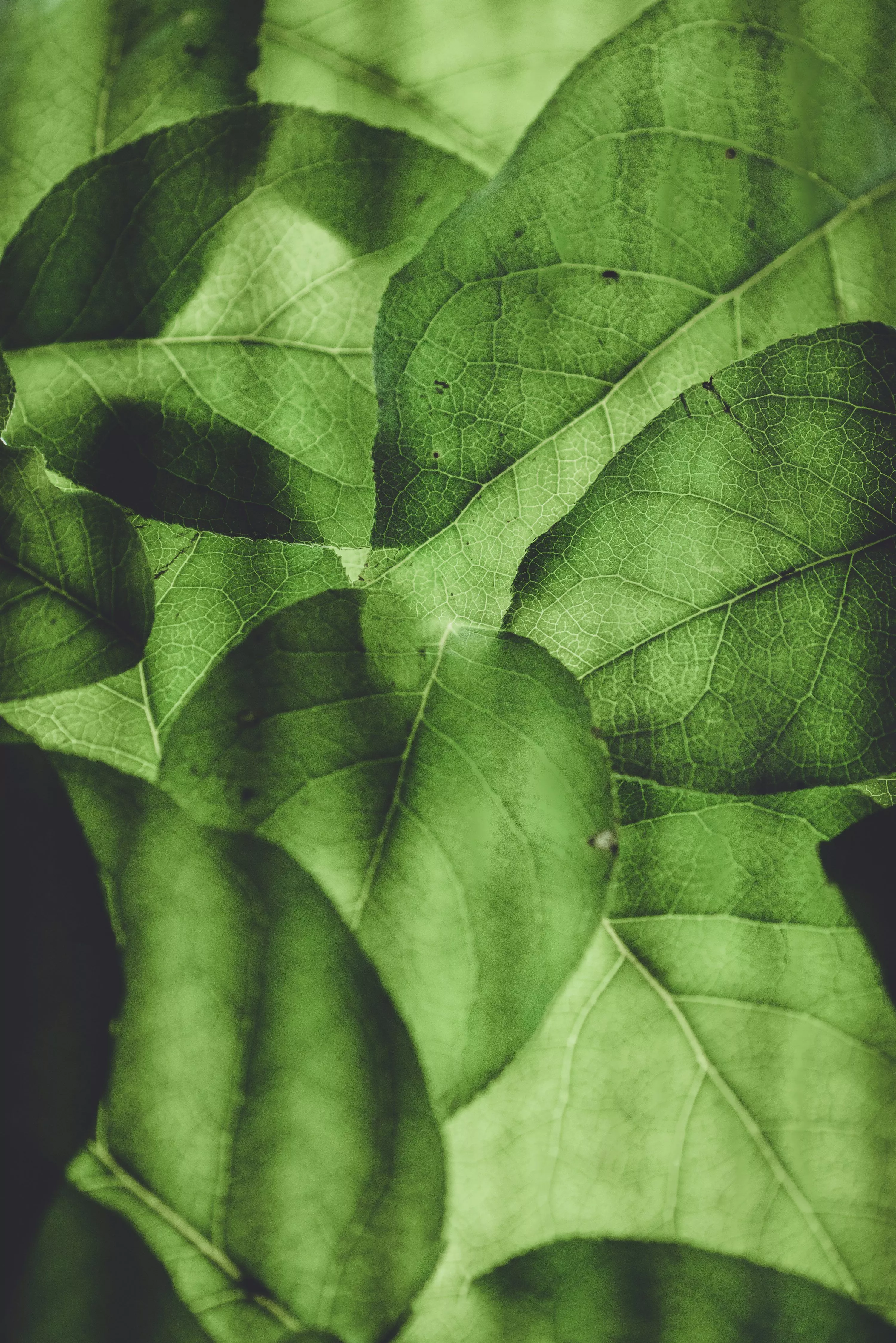 Leaf Texture Picture. Download