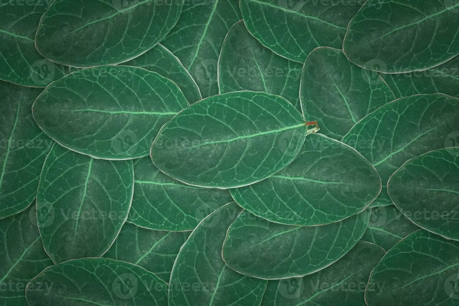 Dark green leaves texture background