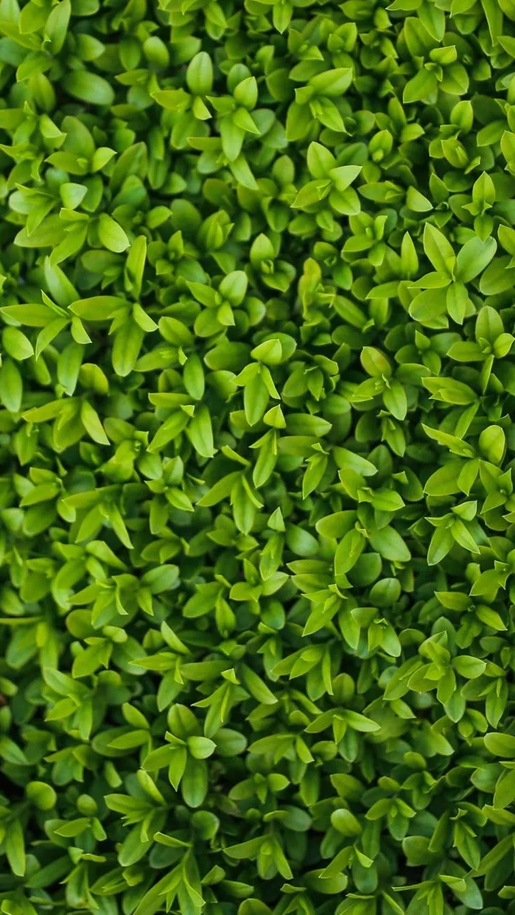 Tiny Leaves Texture Wallpaper
