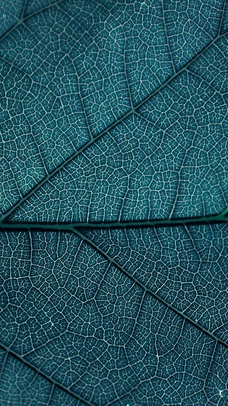 Leaf Blue Dark Nature Texture