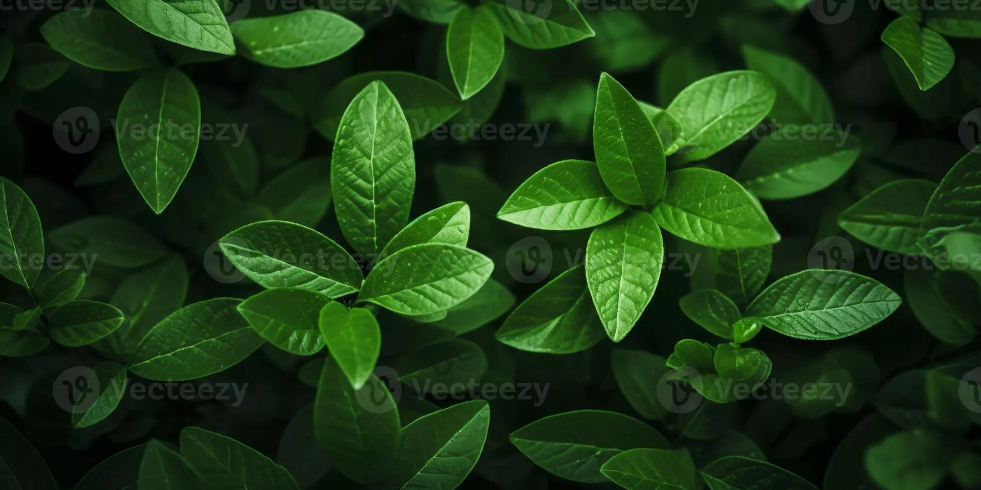 green plant leaves texture 44543505