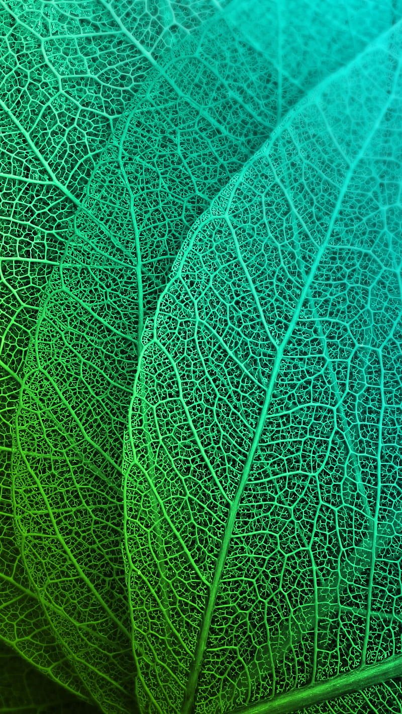 Leaves, Close Up, Green, Macro, Nature