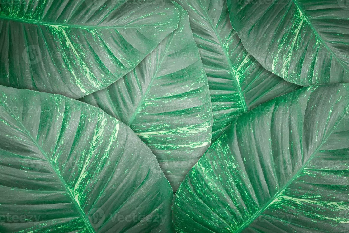 Dark green leaves texture background