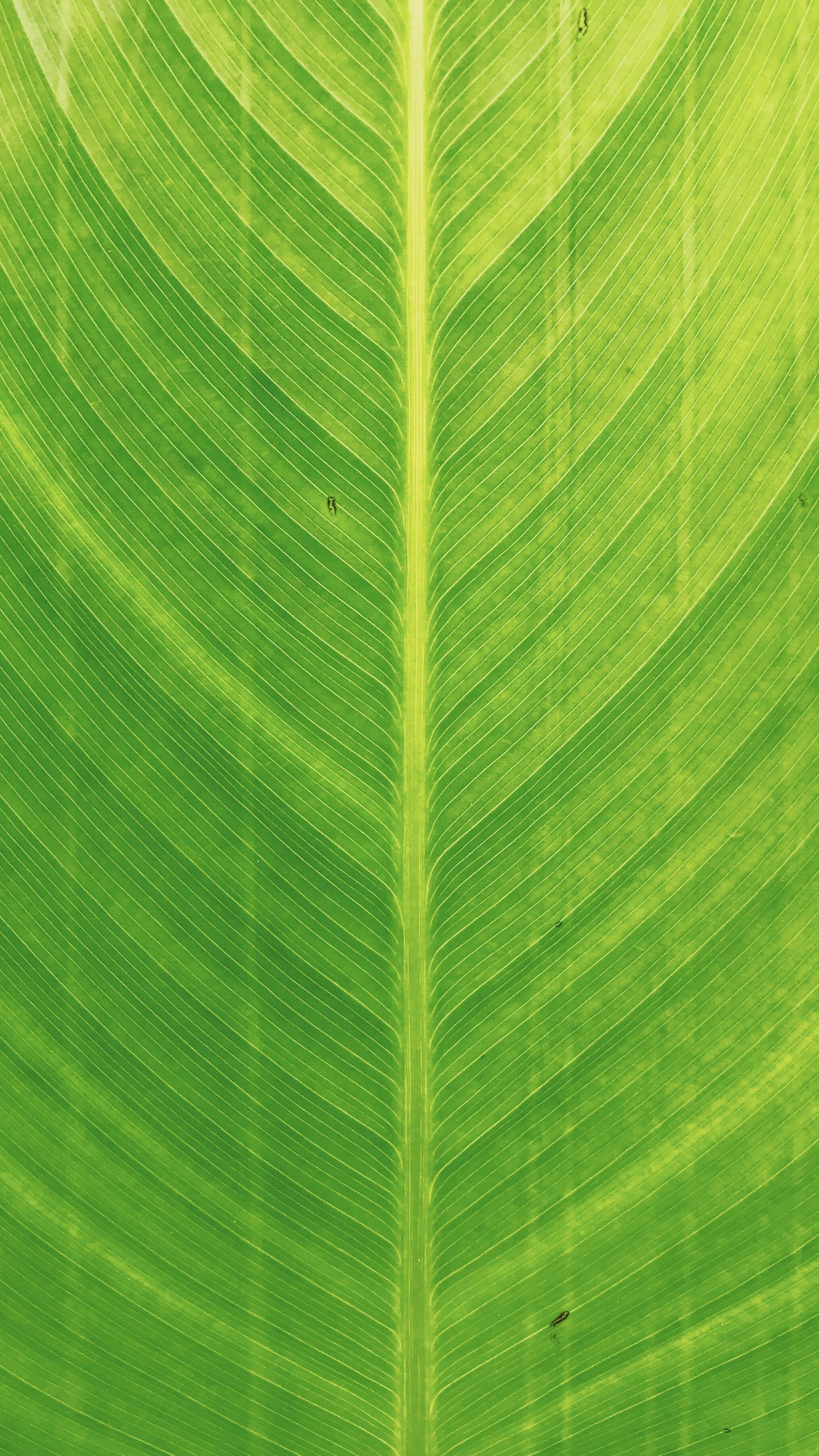 Banana Leaf Picture [HD]. Download