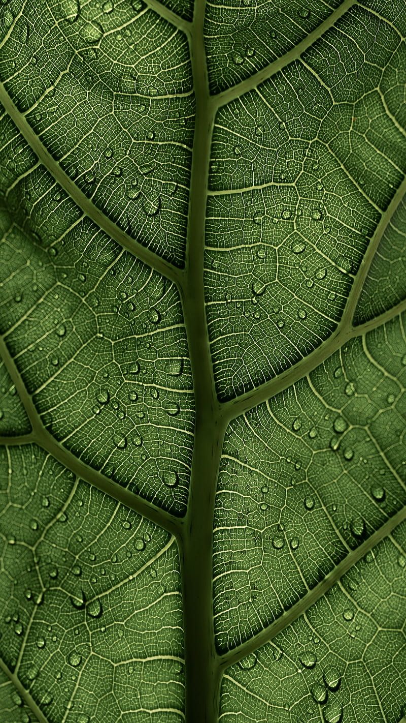 Leaf, background, dew, green, hq, macro