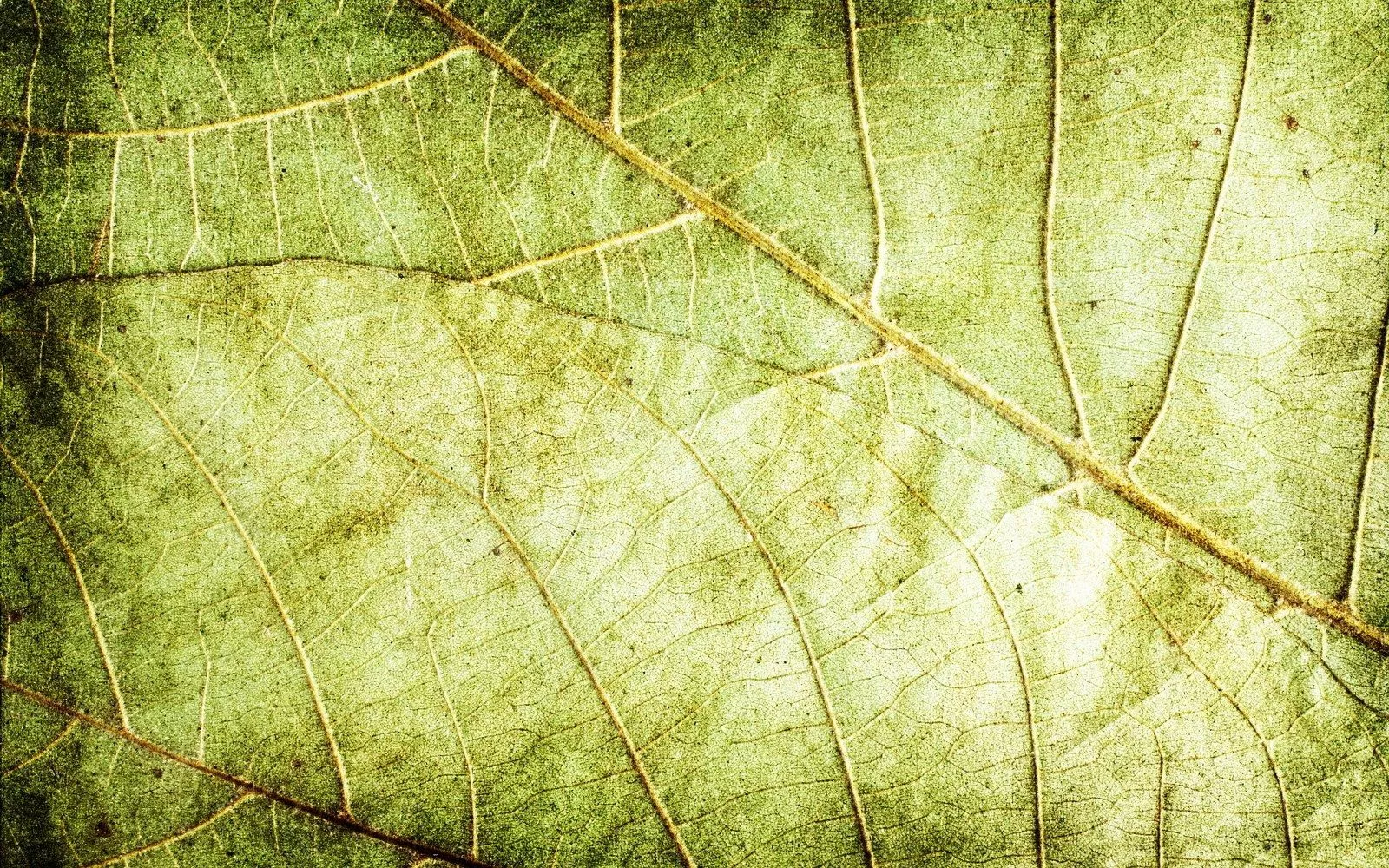 Leaves Texture Background 8432 8755 Hd