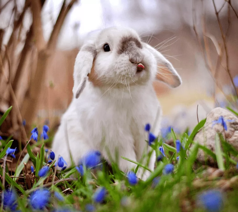 Spring Bunny Wallpaper