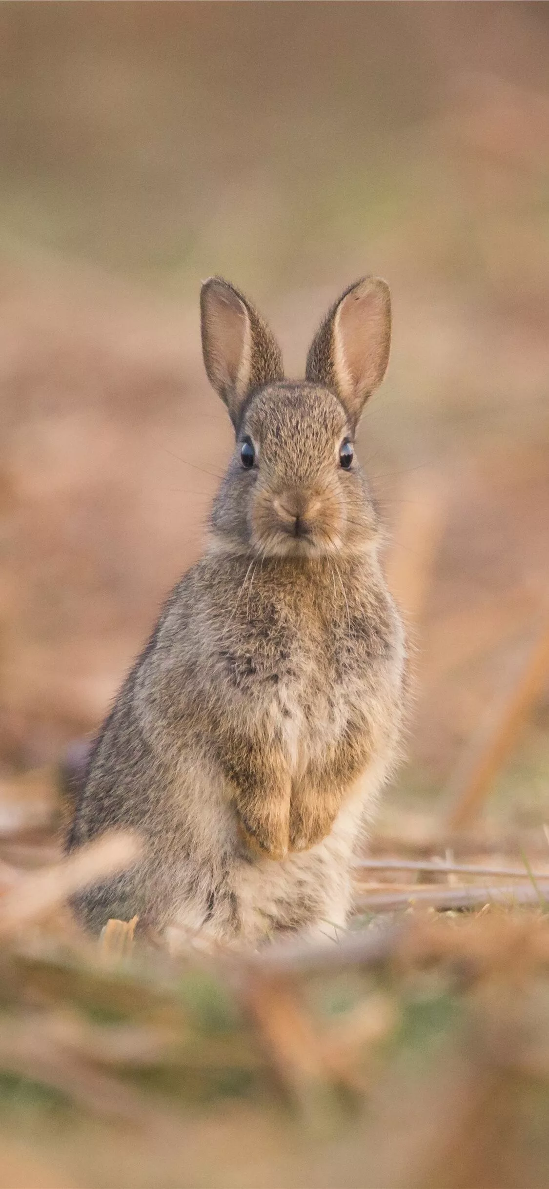 Rabbit Wallpaper