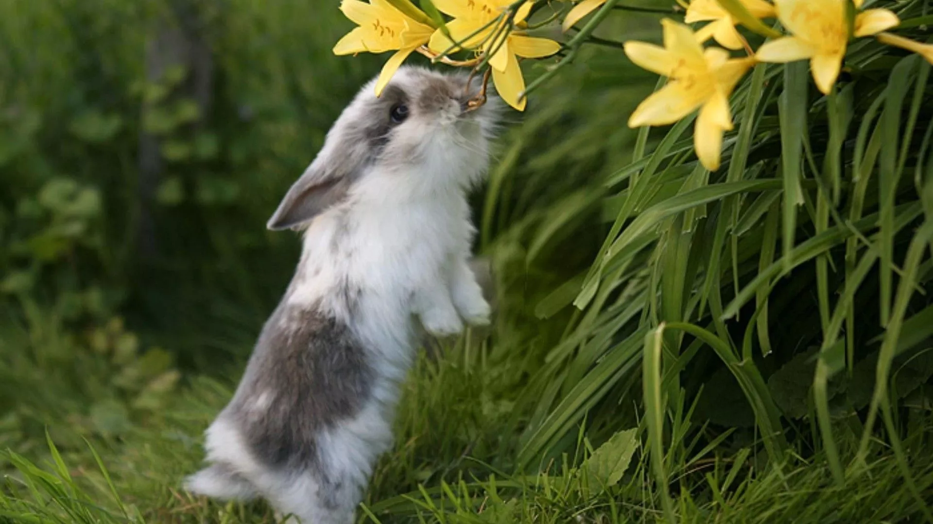 cute white and black rabbit is biting