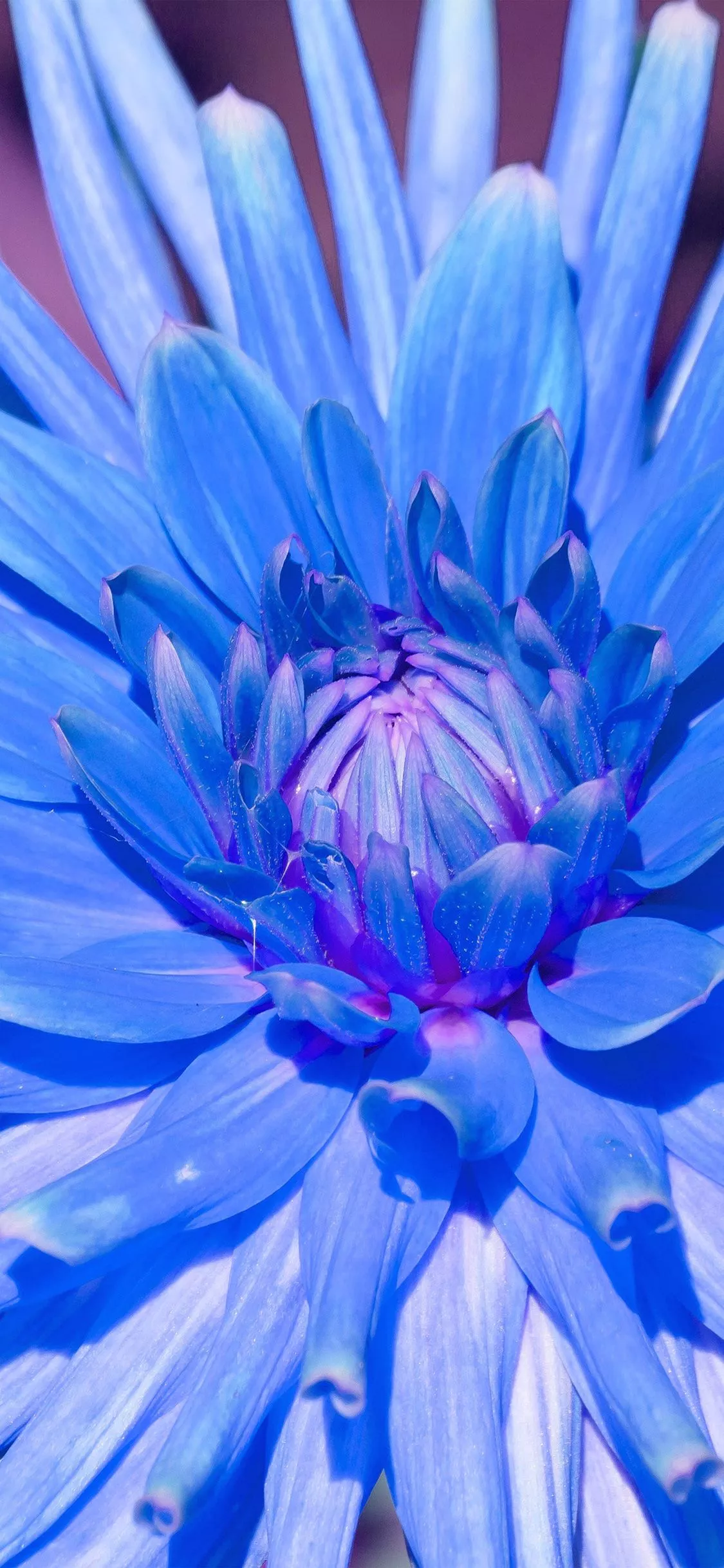 Flower Blue Spring Nature Wallpaper