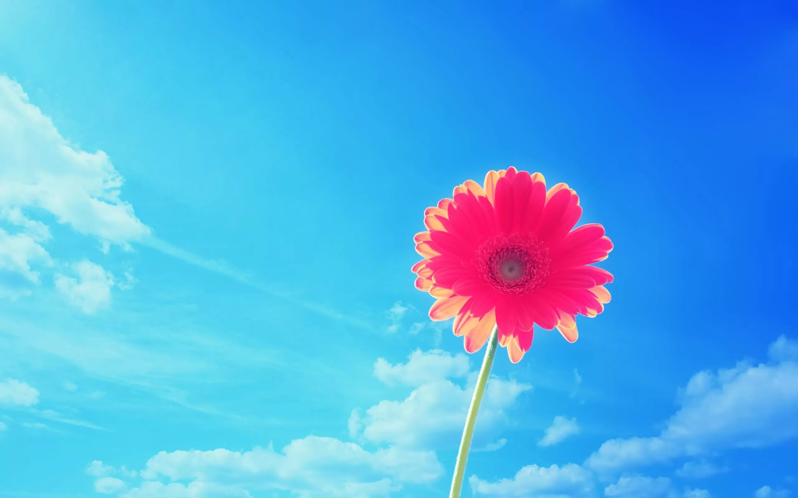 Nature Gerbera HD Wallpaper
