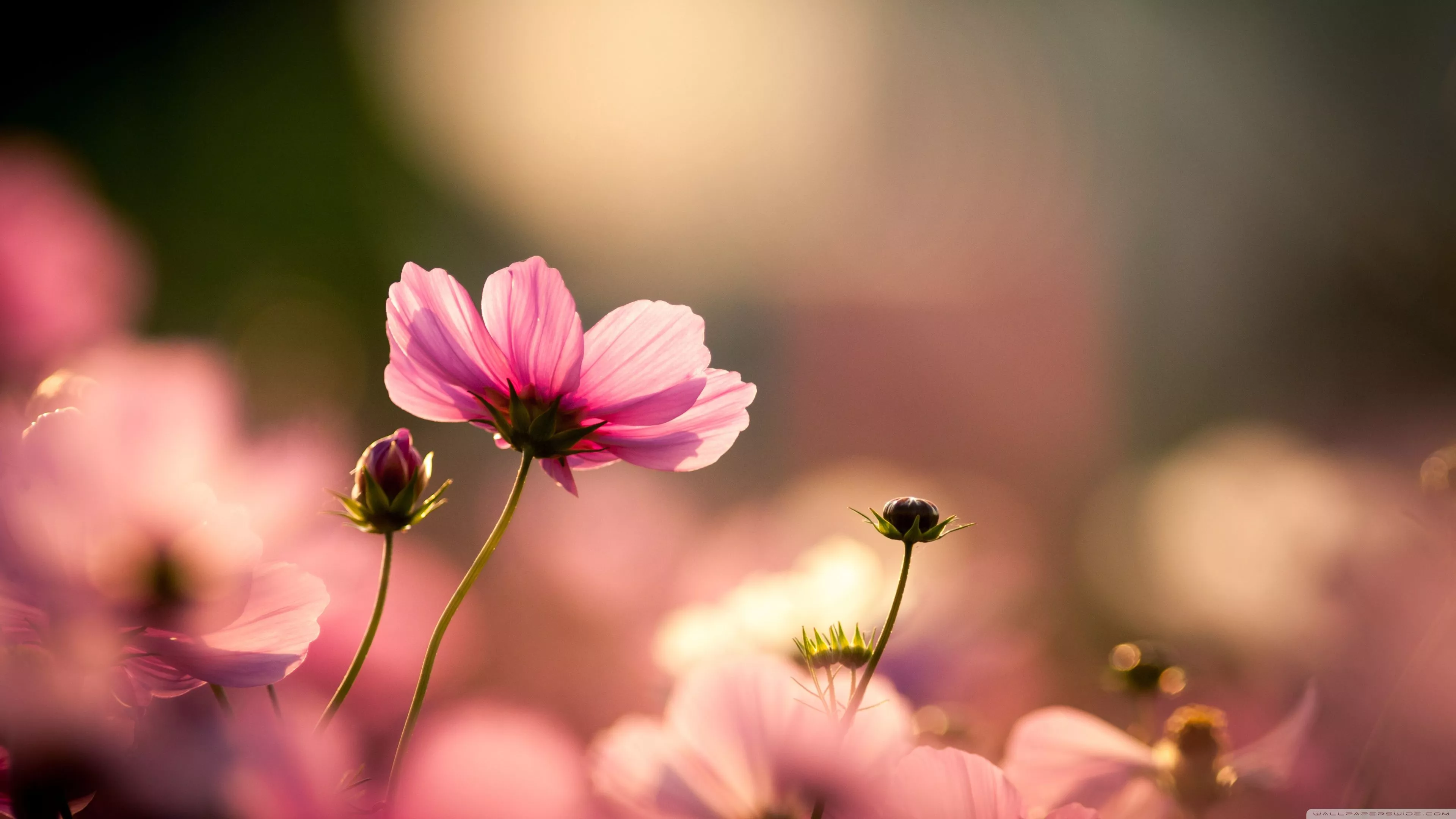 Pink Cosmos Flowers Ultra HD Wallpaper