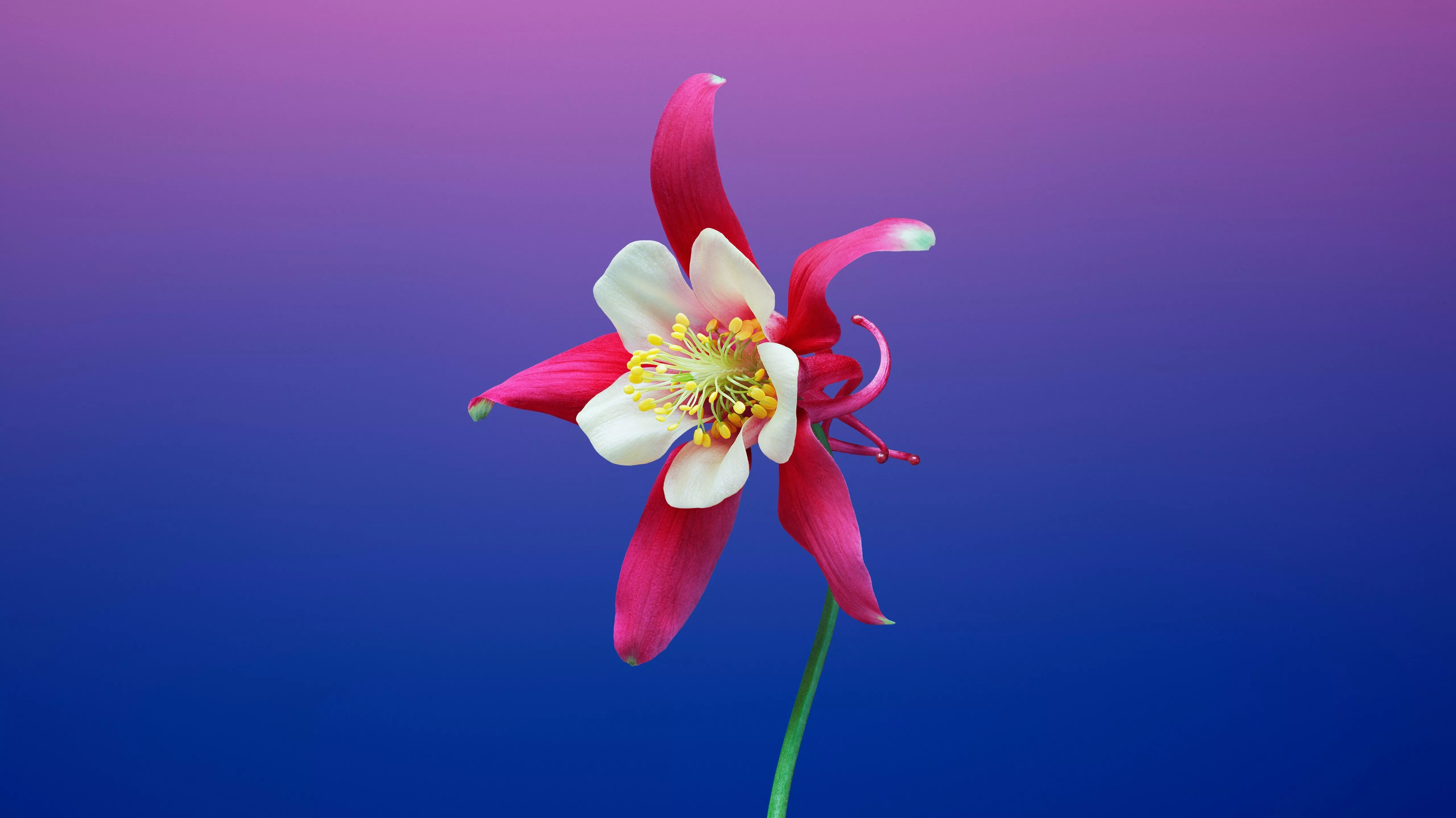 Pink Flower Flower Nature Columbine 4k