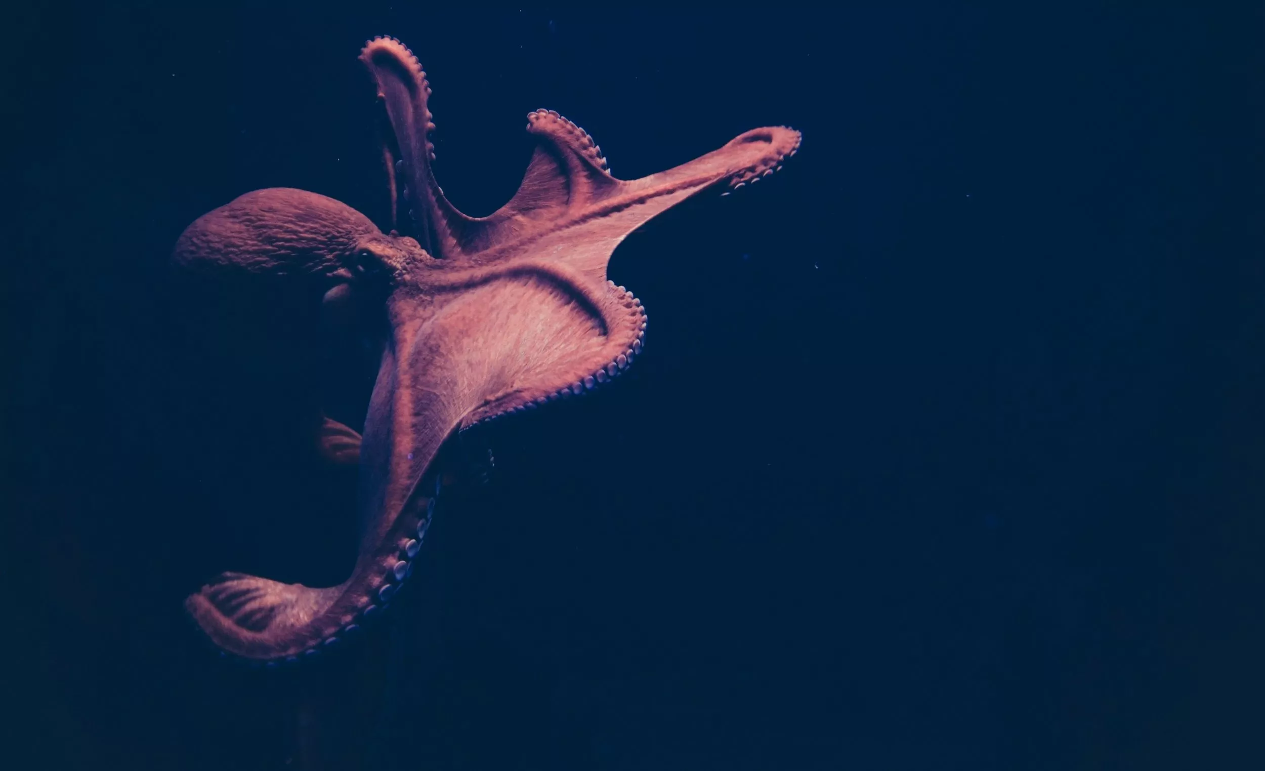 Most Popular Octopus Wallpaper