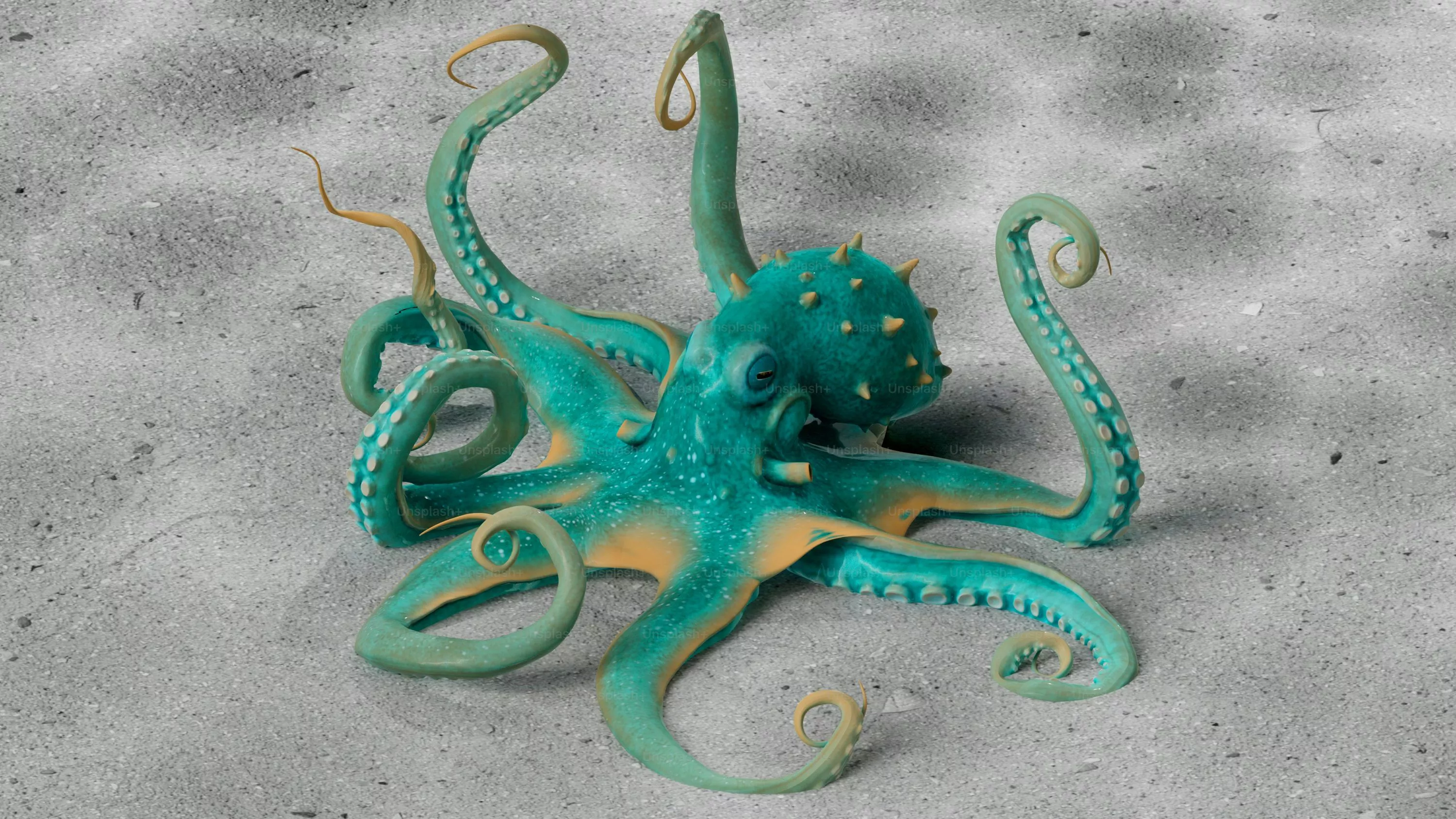 Octopus Picture [HD]. Download