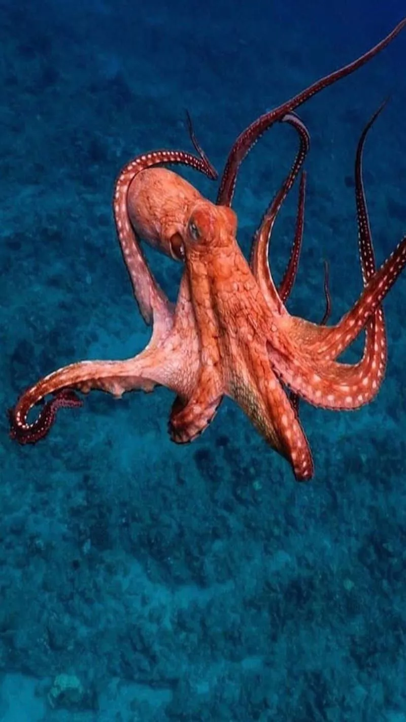 Octopus, sea, HD phone wallpaper