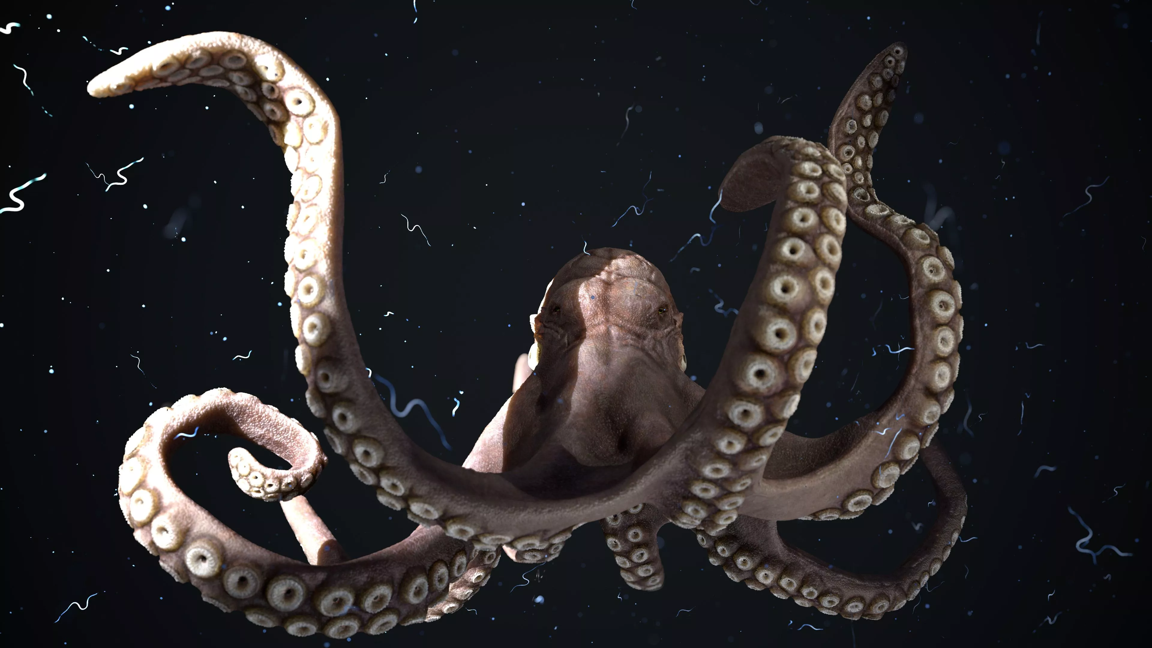 Octopus Model