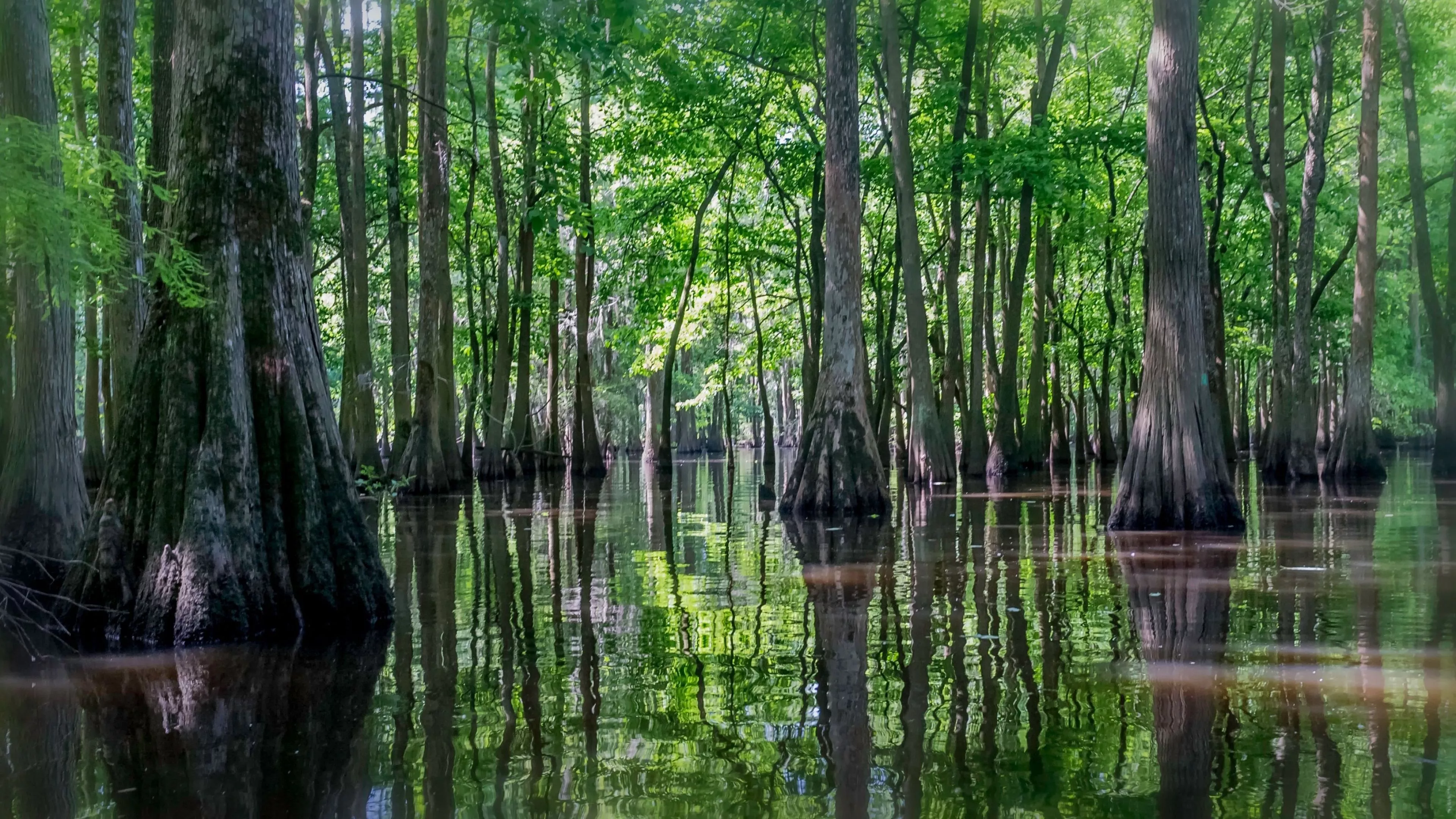 Louisiana Wallpaper