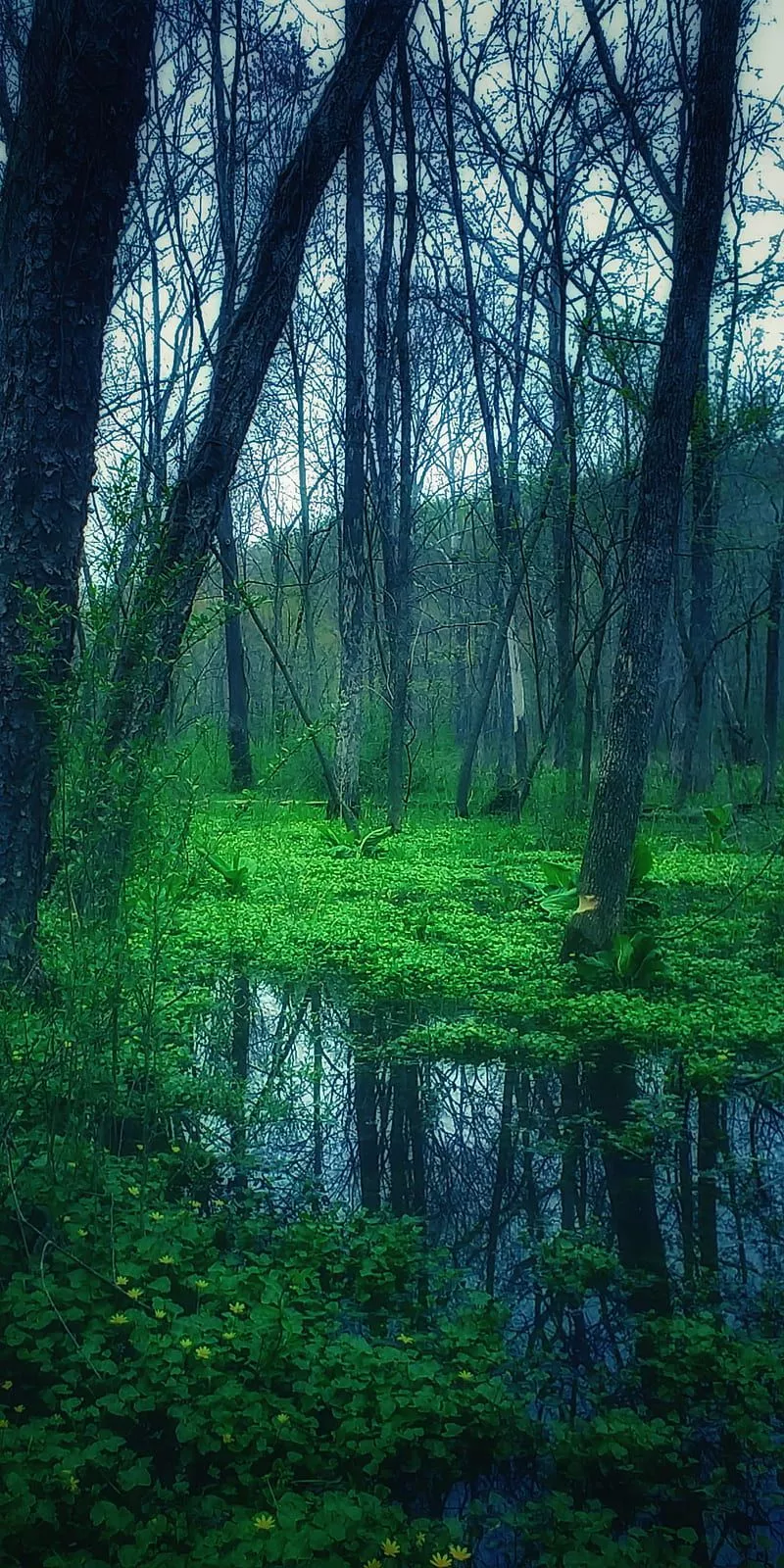 HD swamp life wallpaper