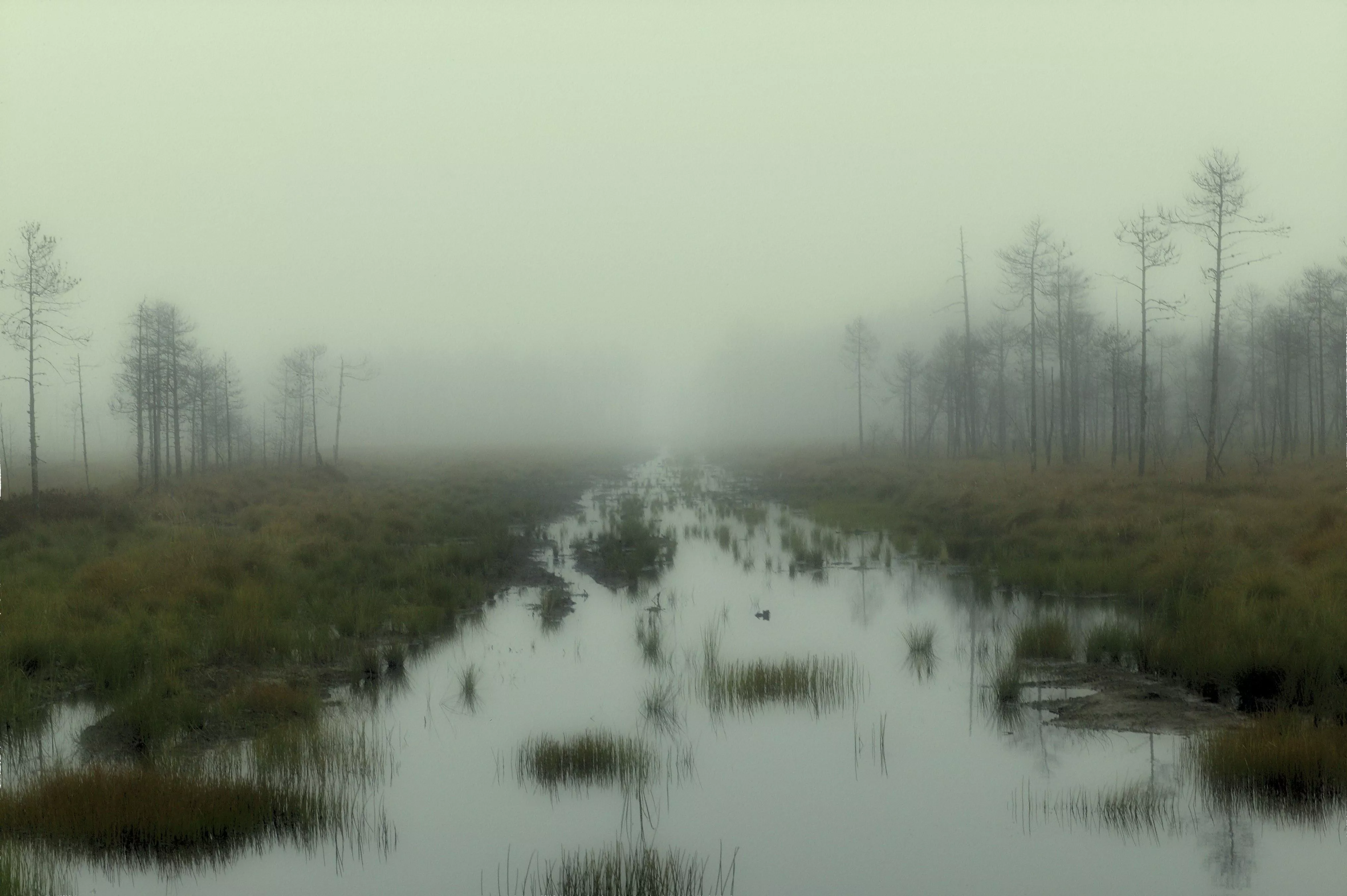 4K, mist, swamp, trees, HD Wallpaper