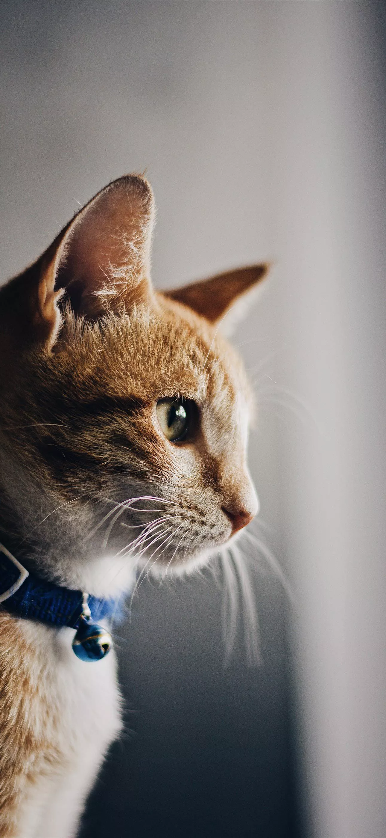 shallow focus photo of orange cat iPhone Wallpaper Free Download