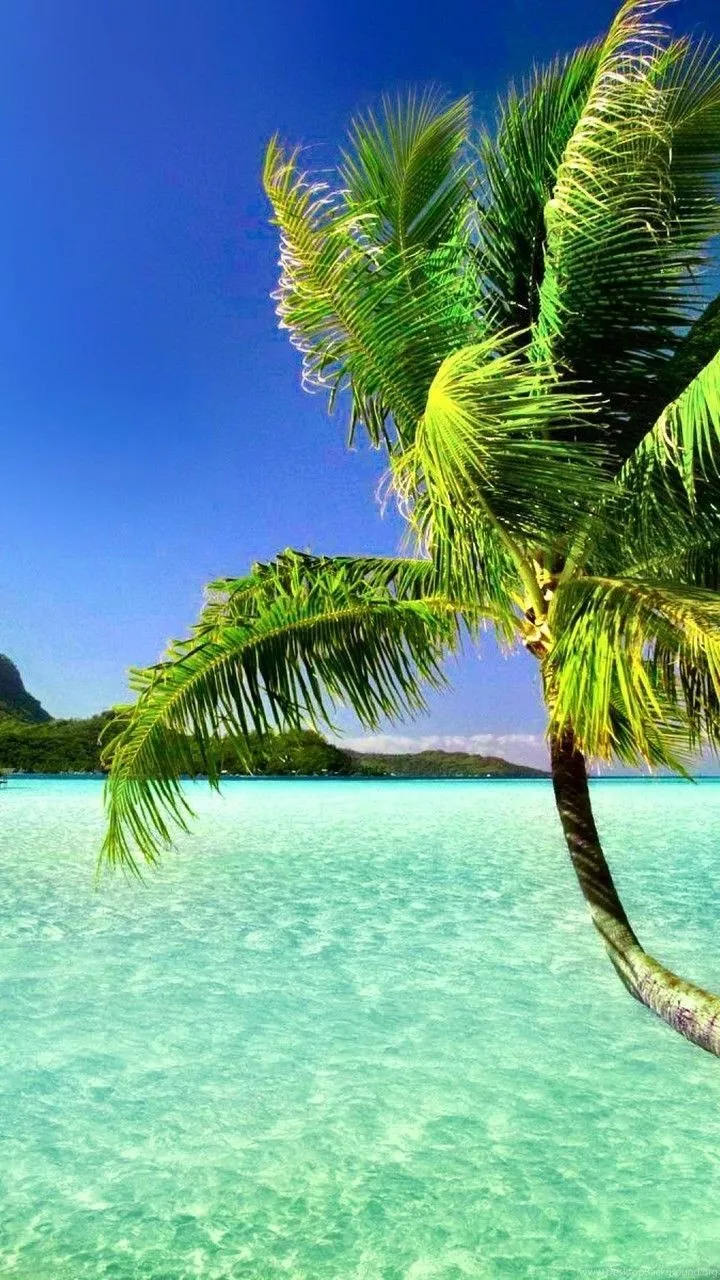 Beach Paradise: Stunning Palm Tree