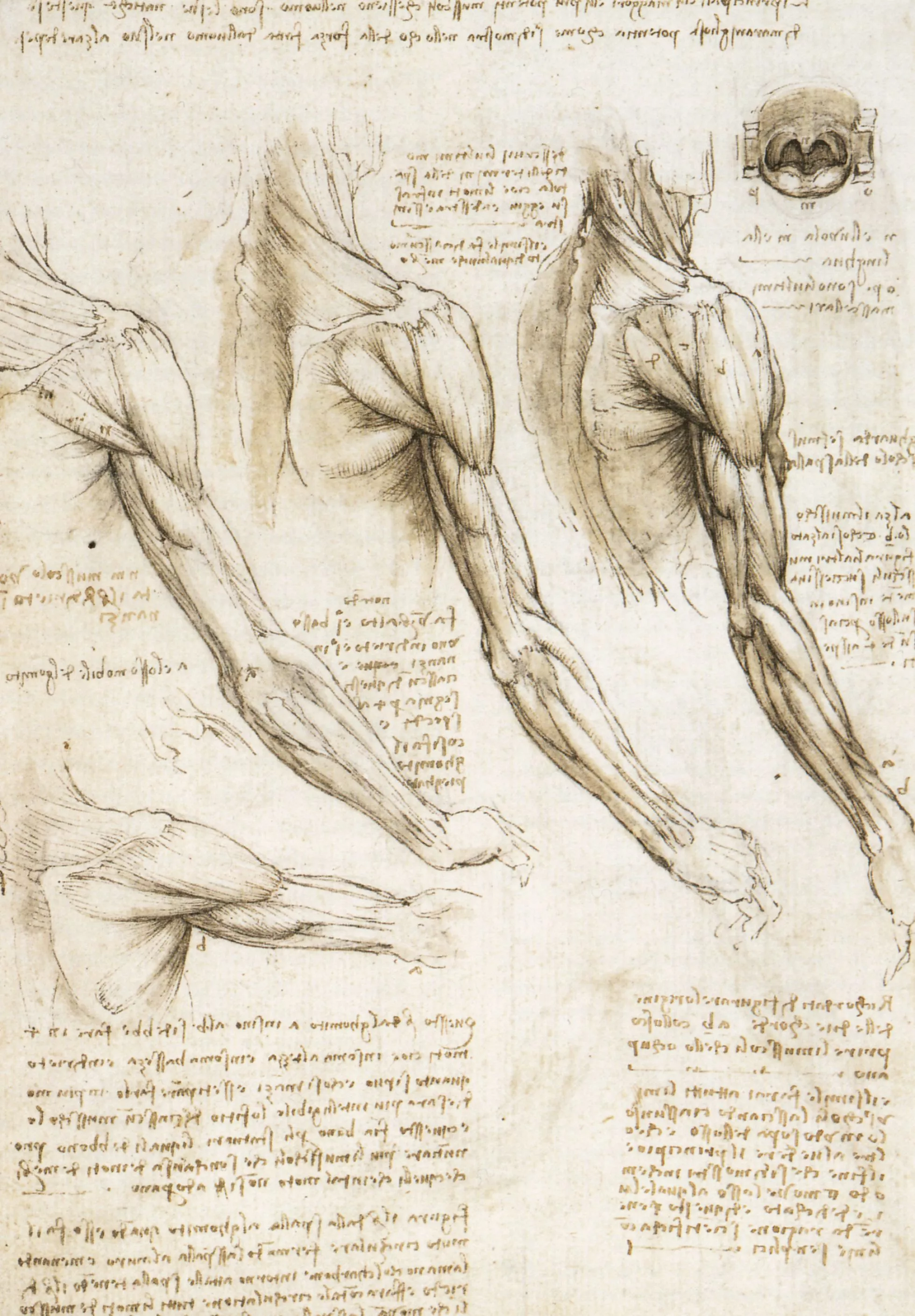 Leonardo da Vinci Wallpaper