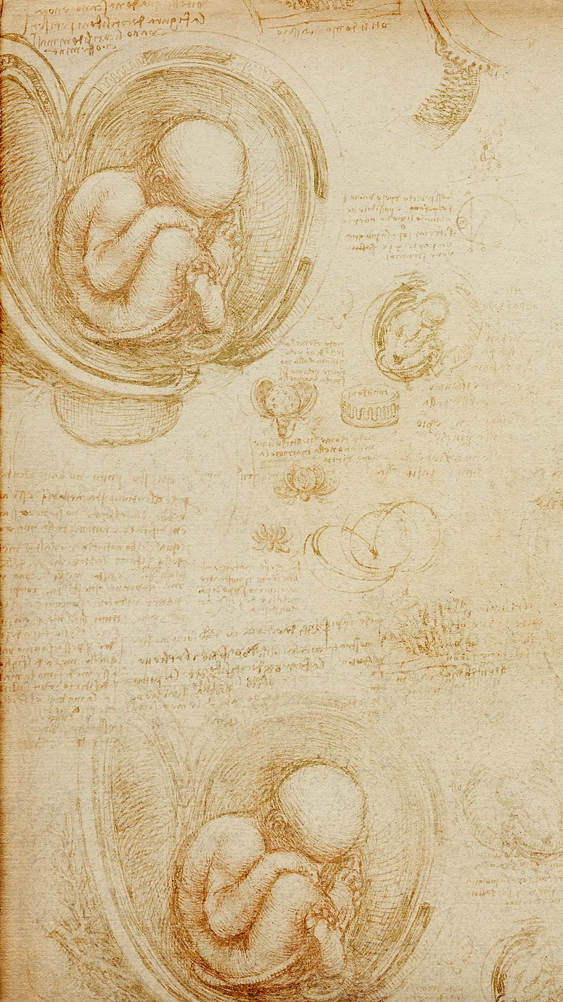Leonardo Da Vinci Sketches Image
