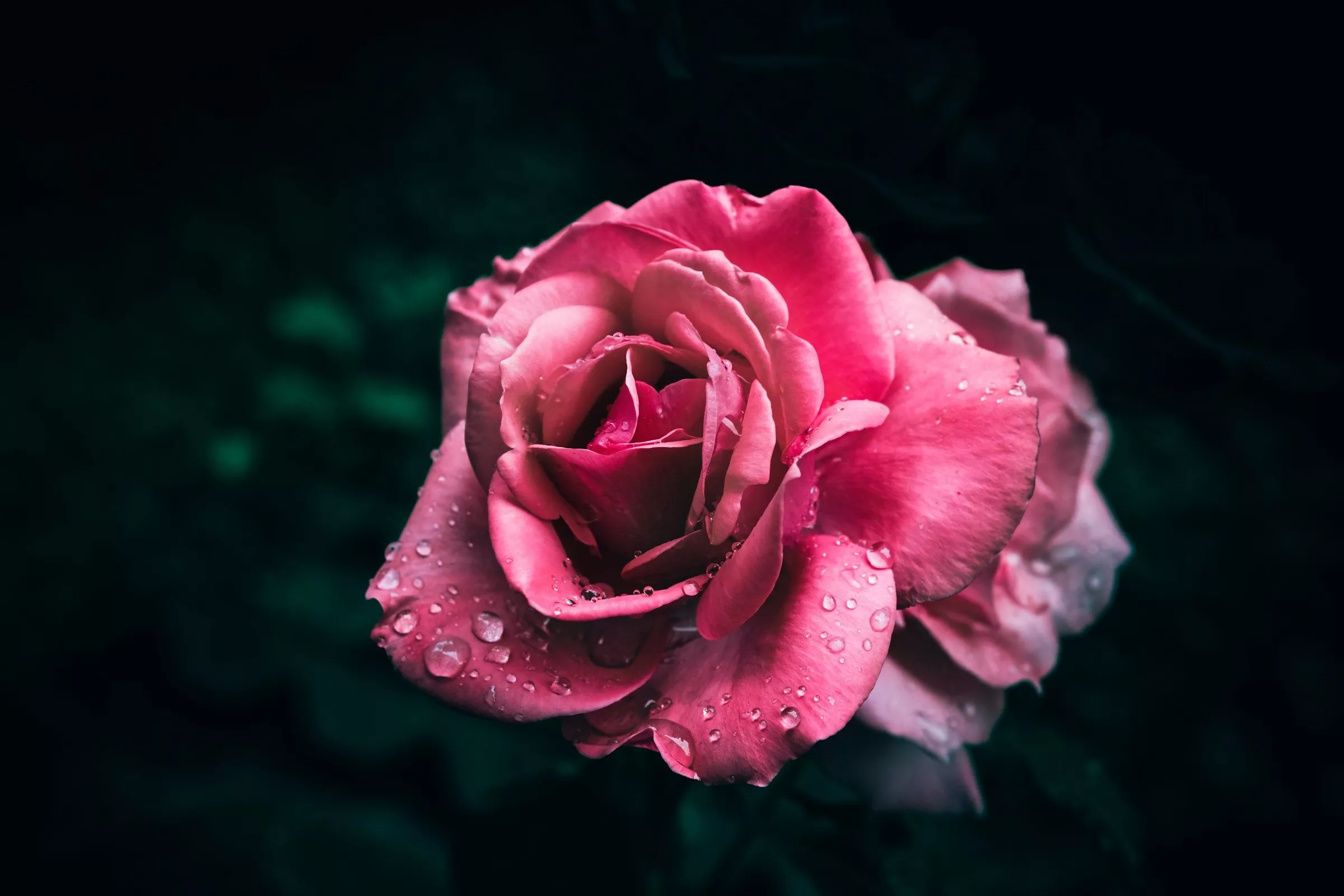 Black and Pink Floral Wallpaper Free