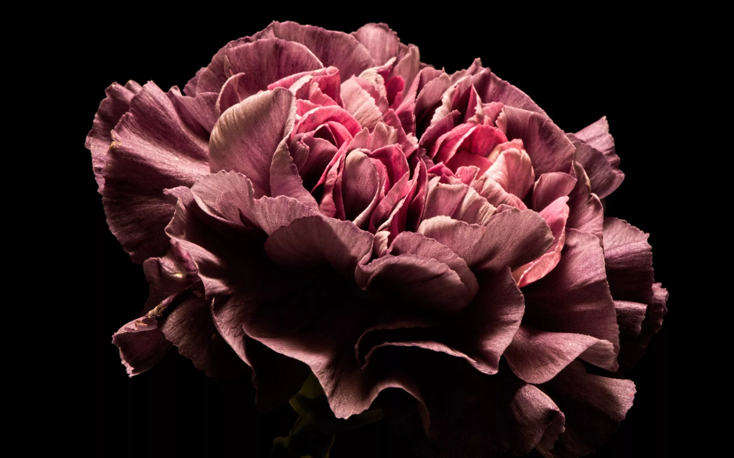 Beautiful pink carnation flower on a