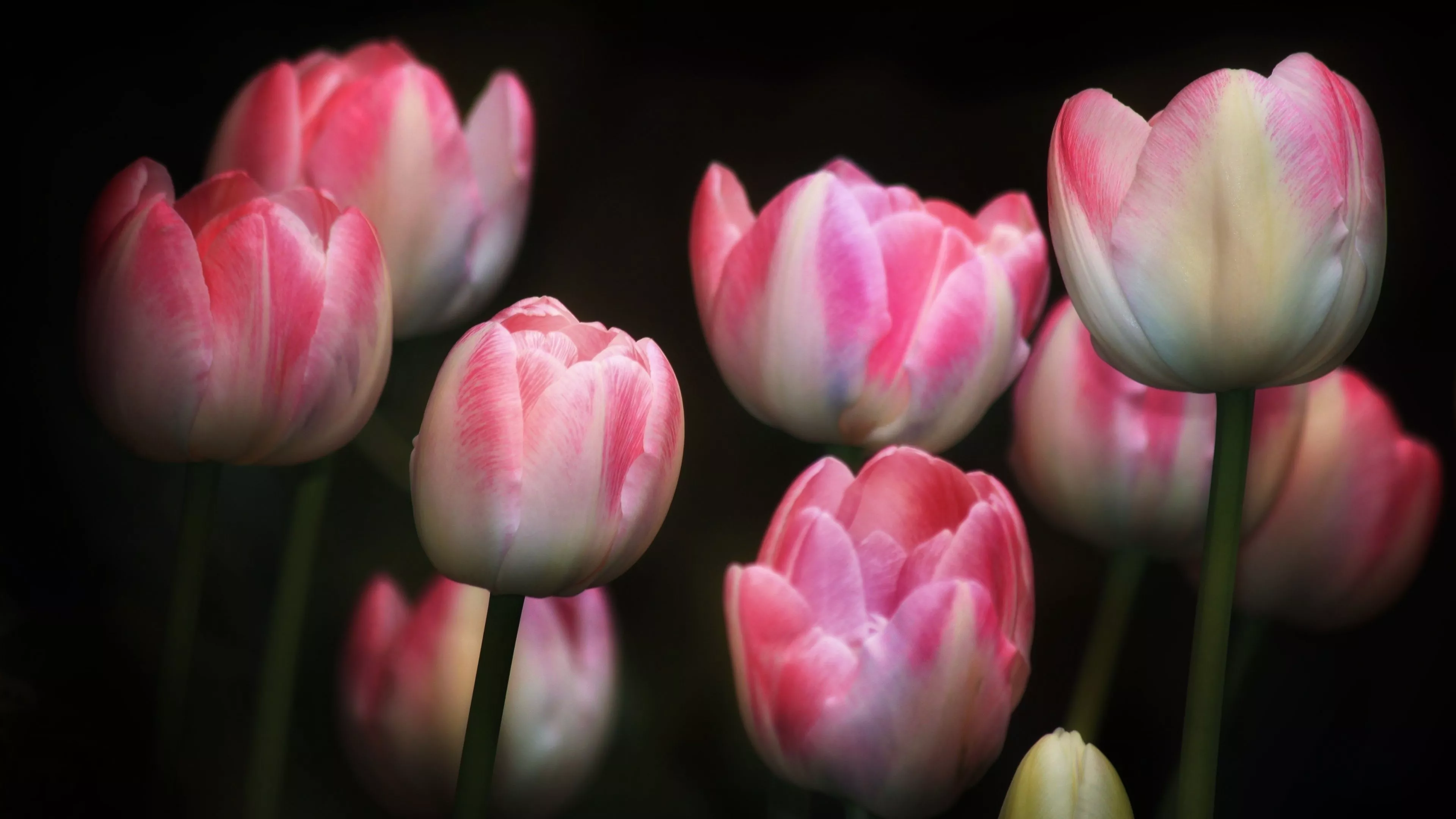 Tulips Wallpaper 4K, Pink flowers