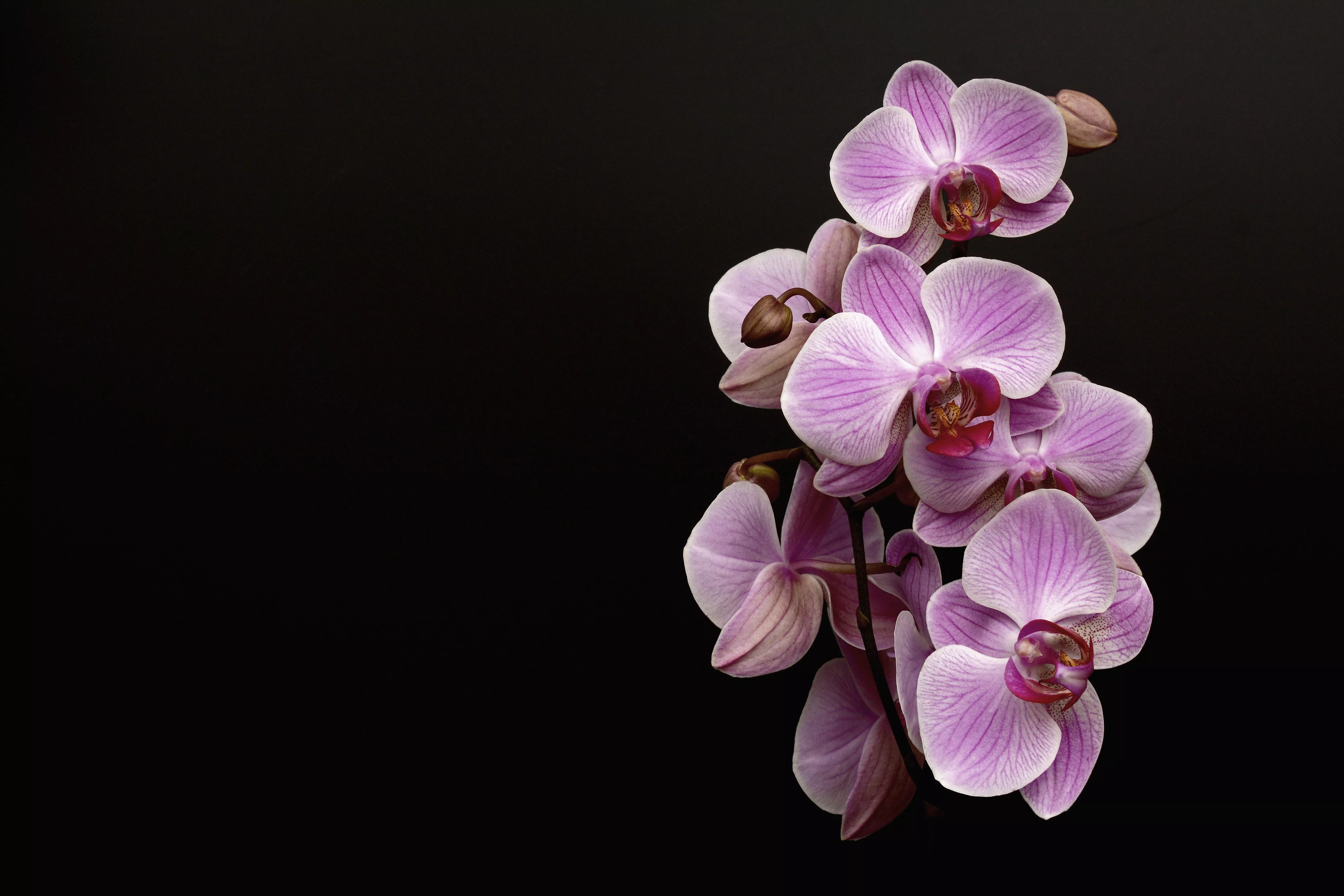 Desktop Wallpaper orchids Pink color
