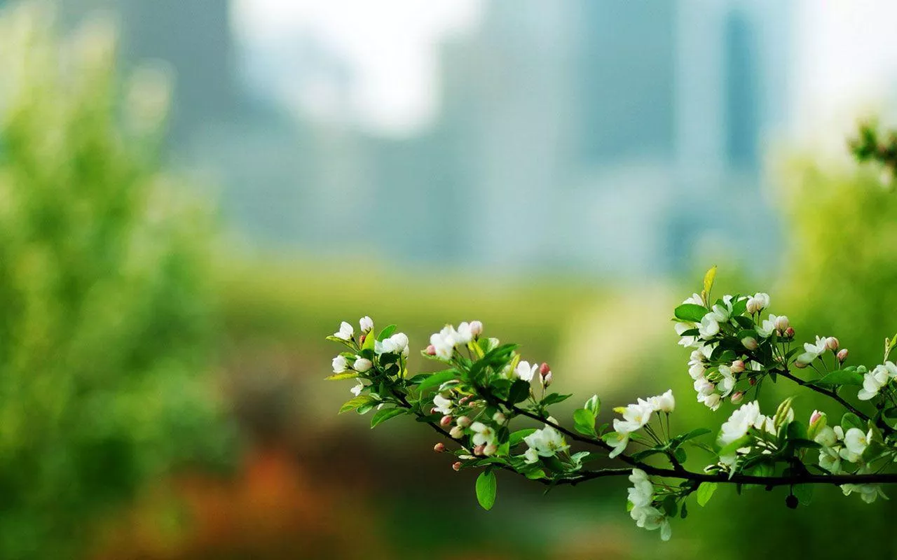 Elegant Desktop Wallpaper Free