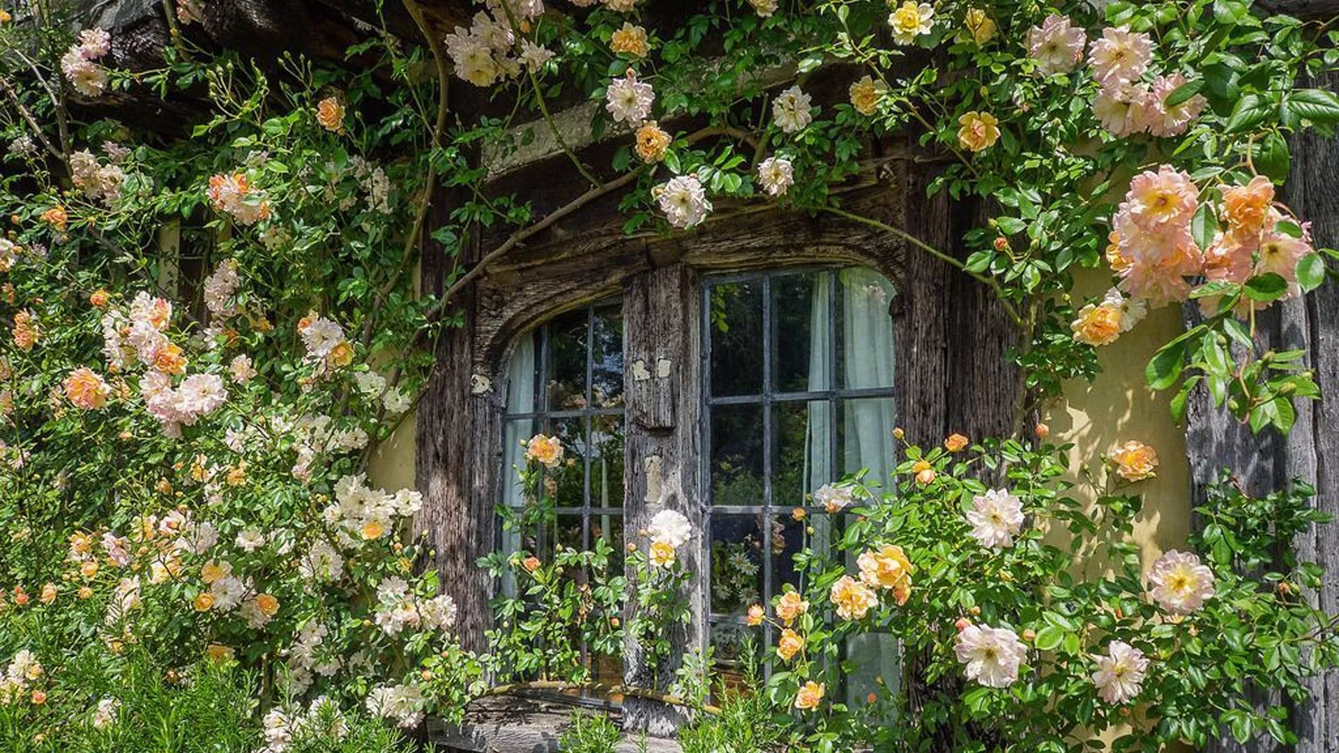 Cottage Window With Plants And Flowers
