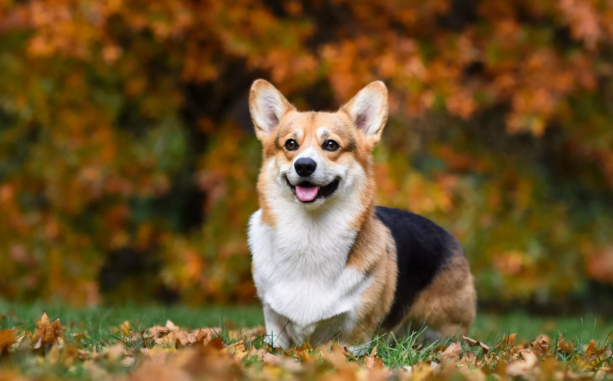 Corgi Wallpaper