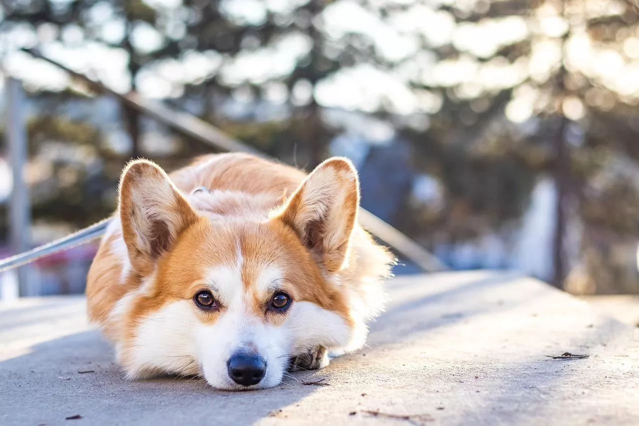 Dog Corgi Canine