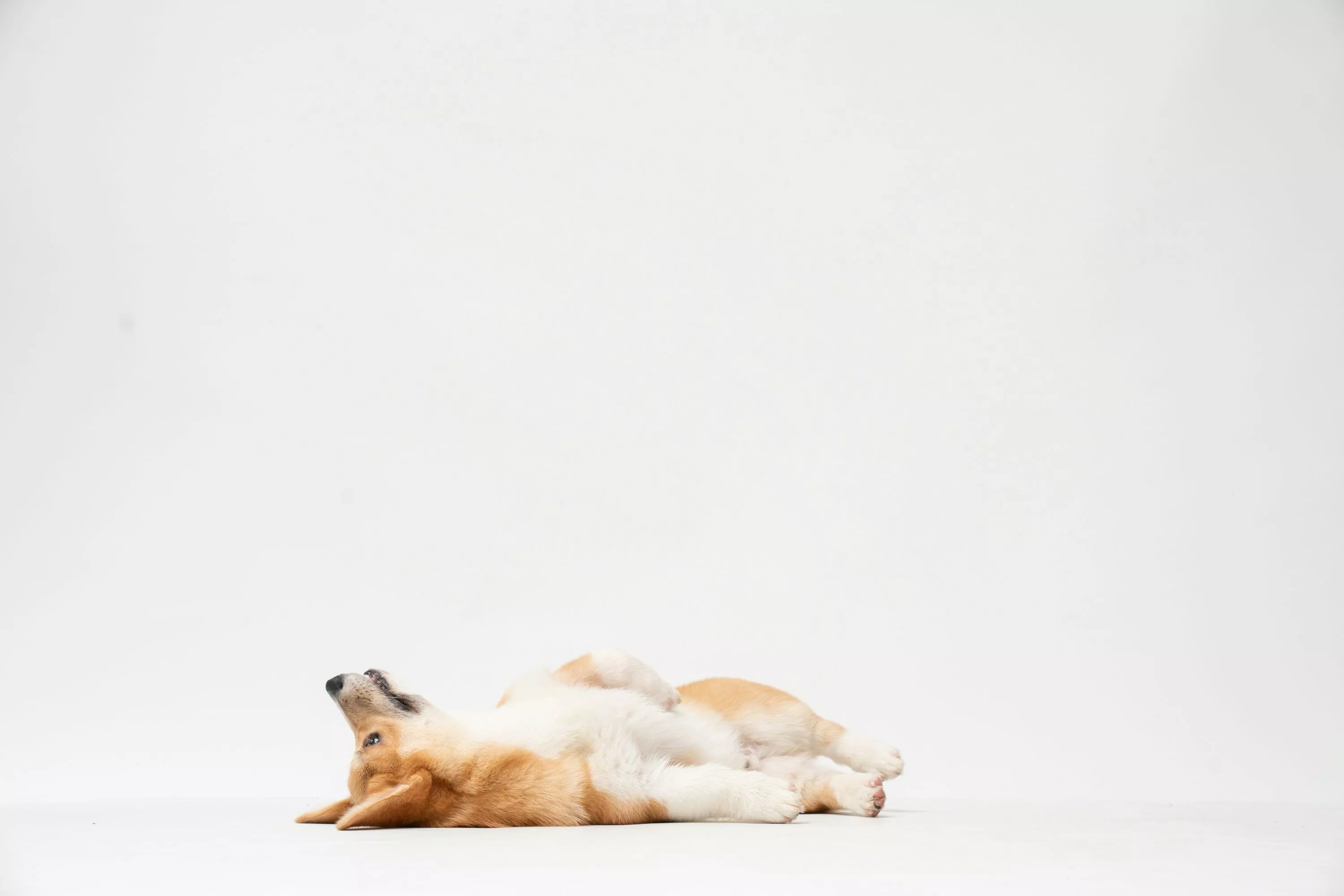 Corgi Picture. Download Free