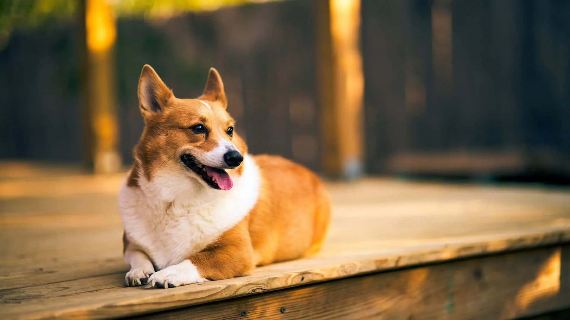 Download Cute Corgi pup enjoying a
