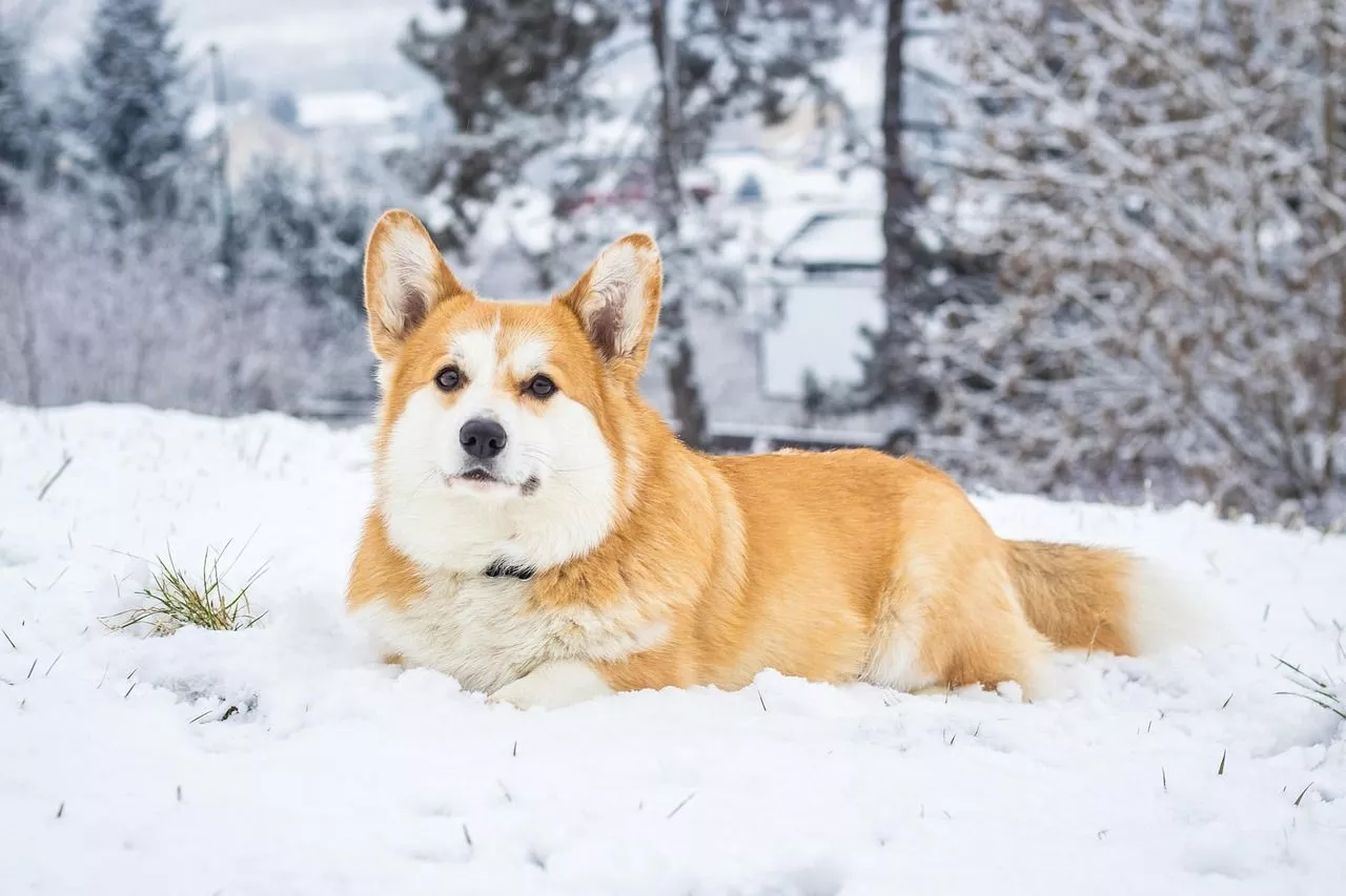 Welsh Corgi Winter Snow